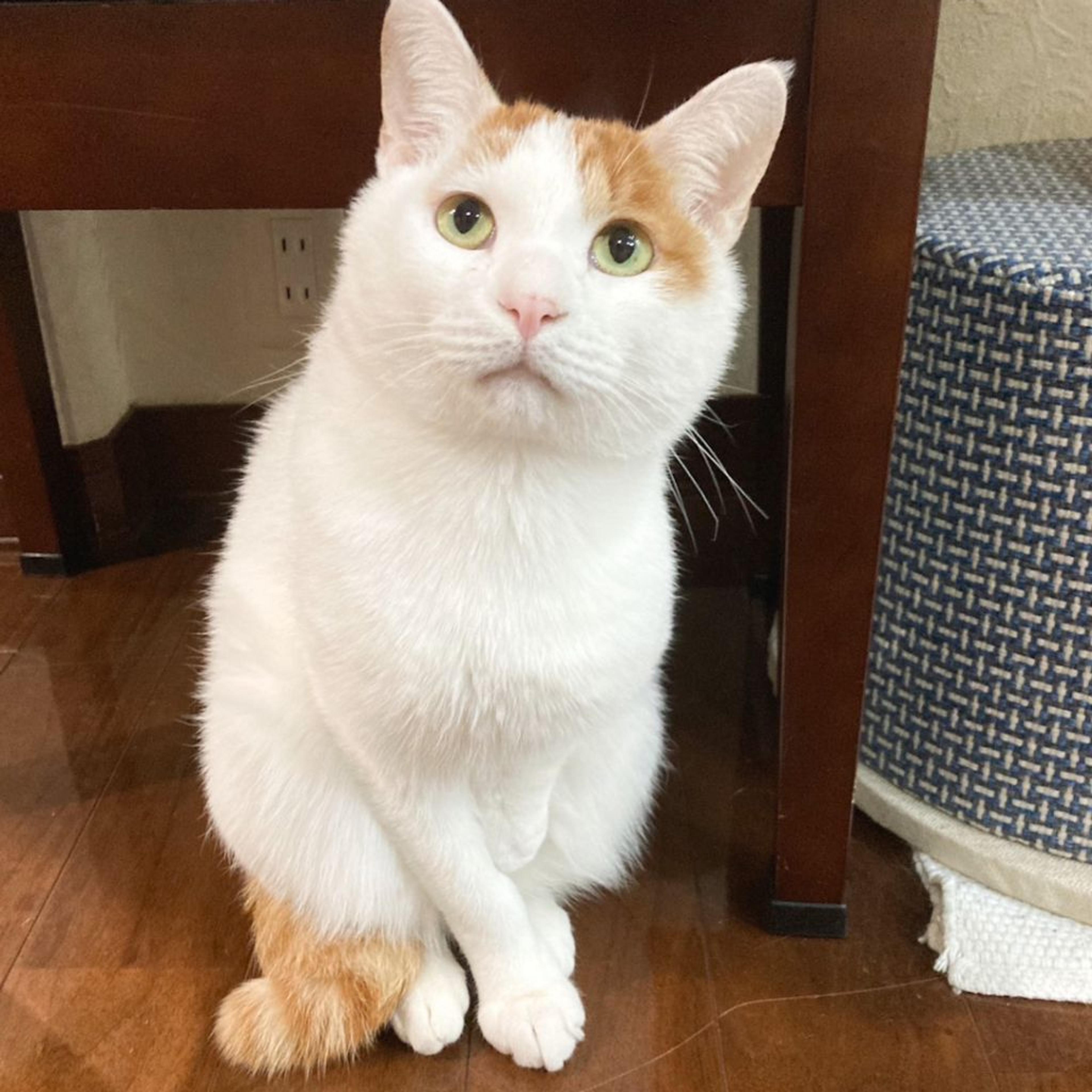 pet-image-2