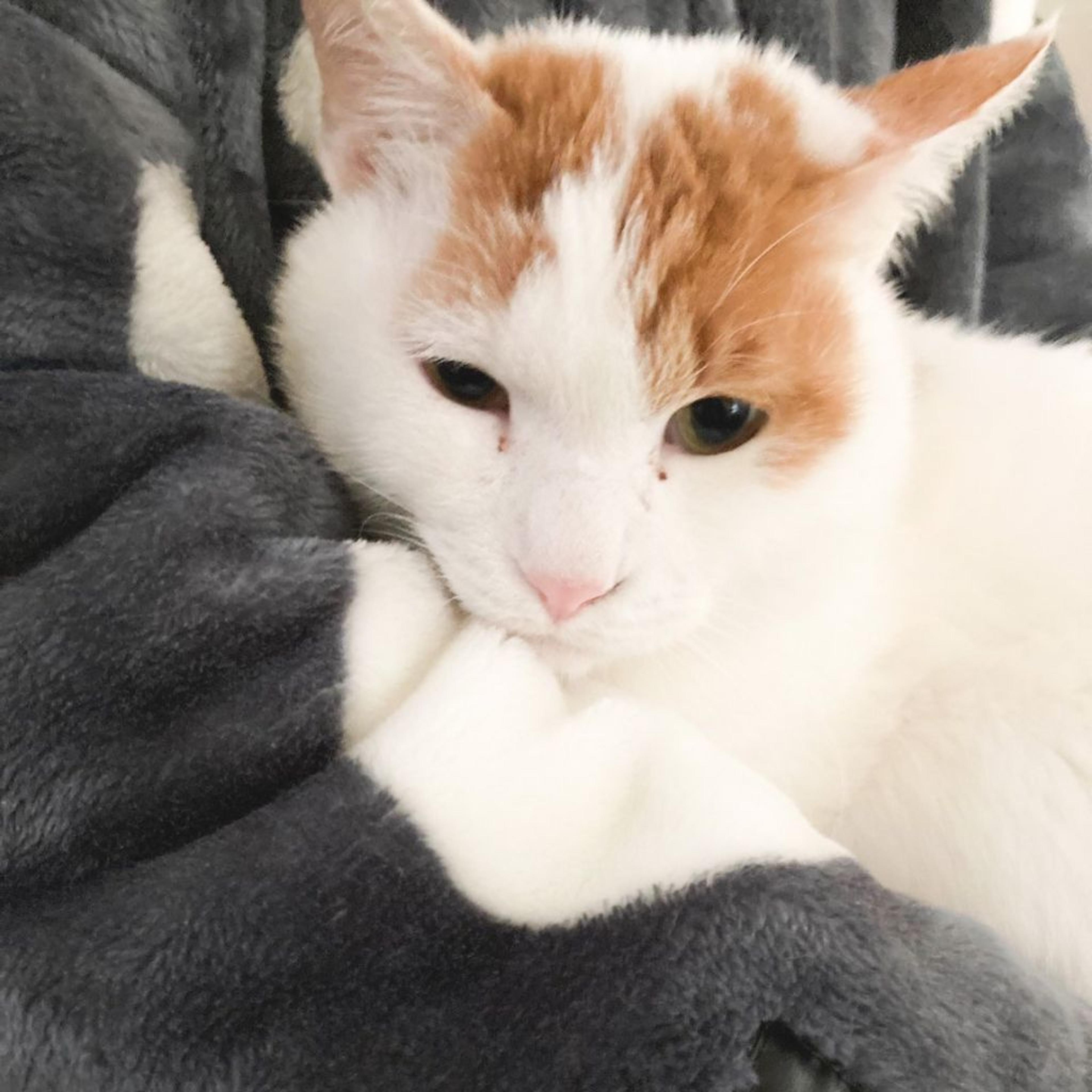 pet-image-3