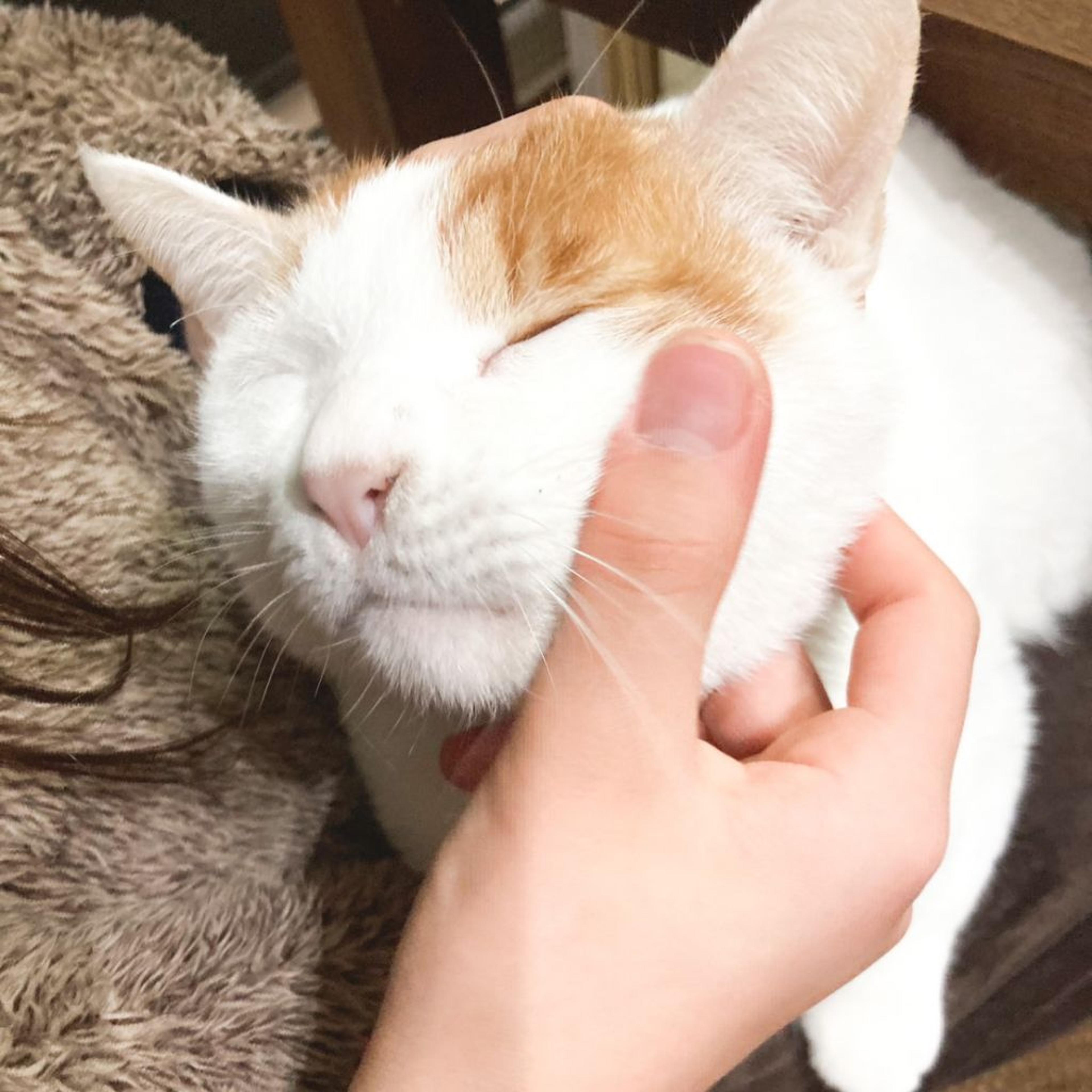 pet-image-5