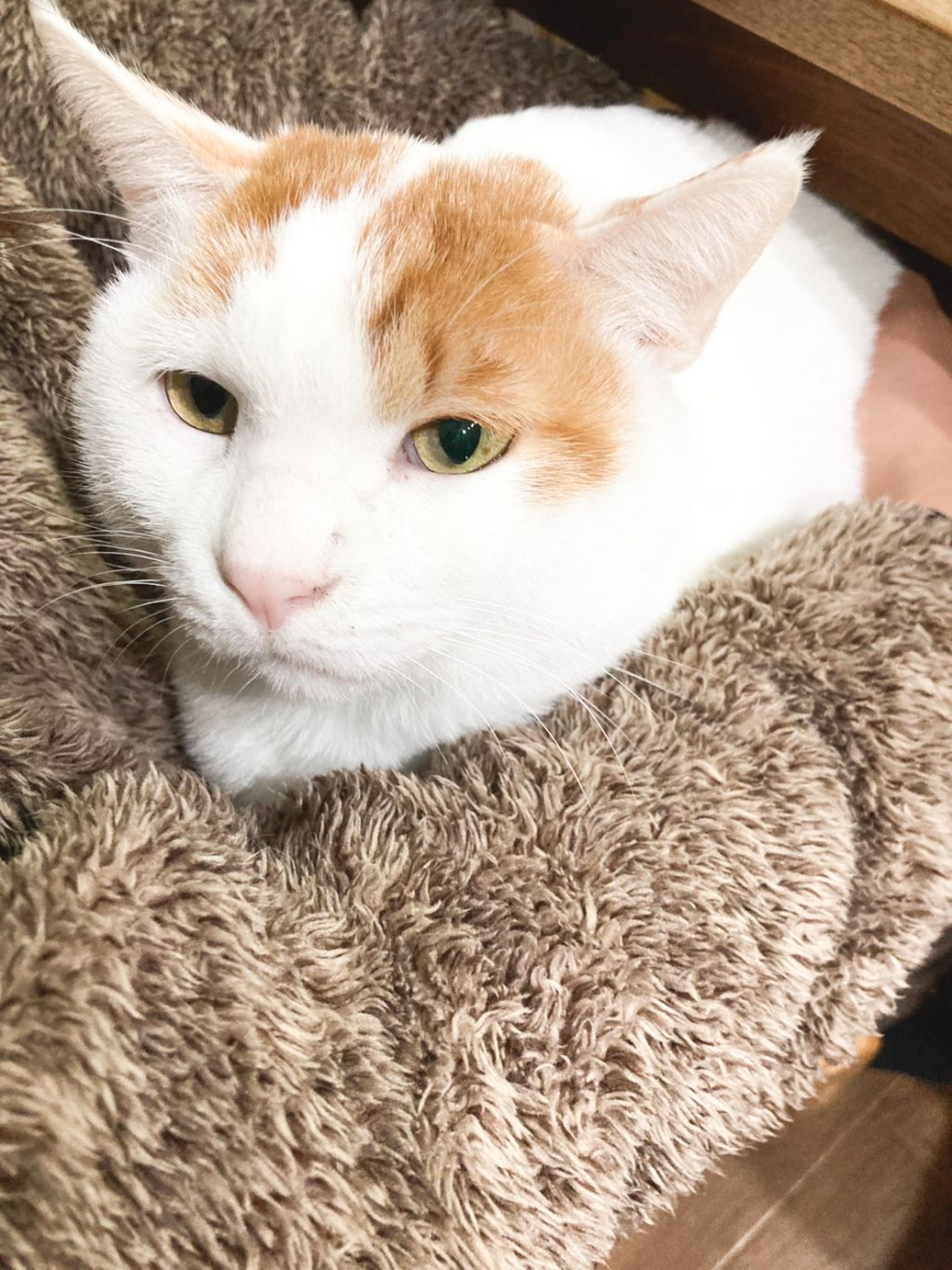 pet-image-6