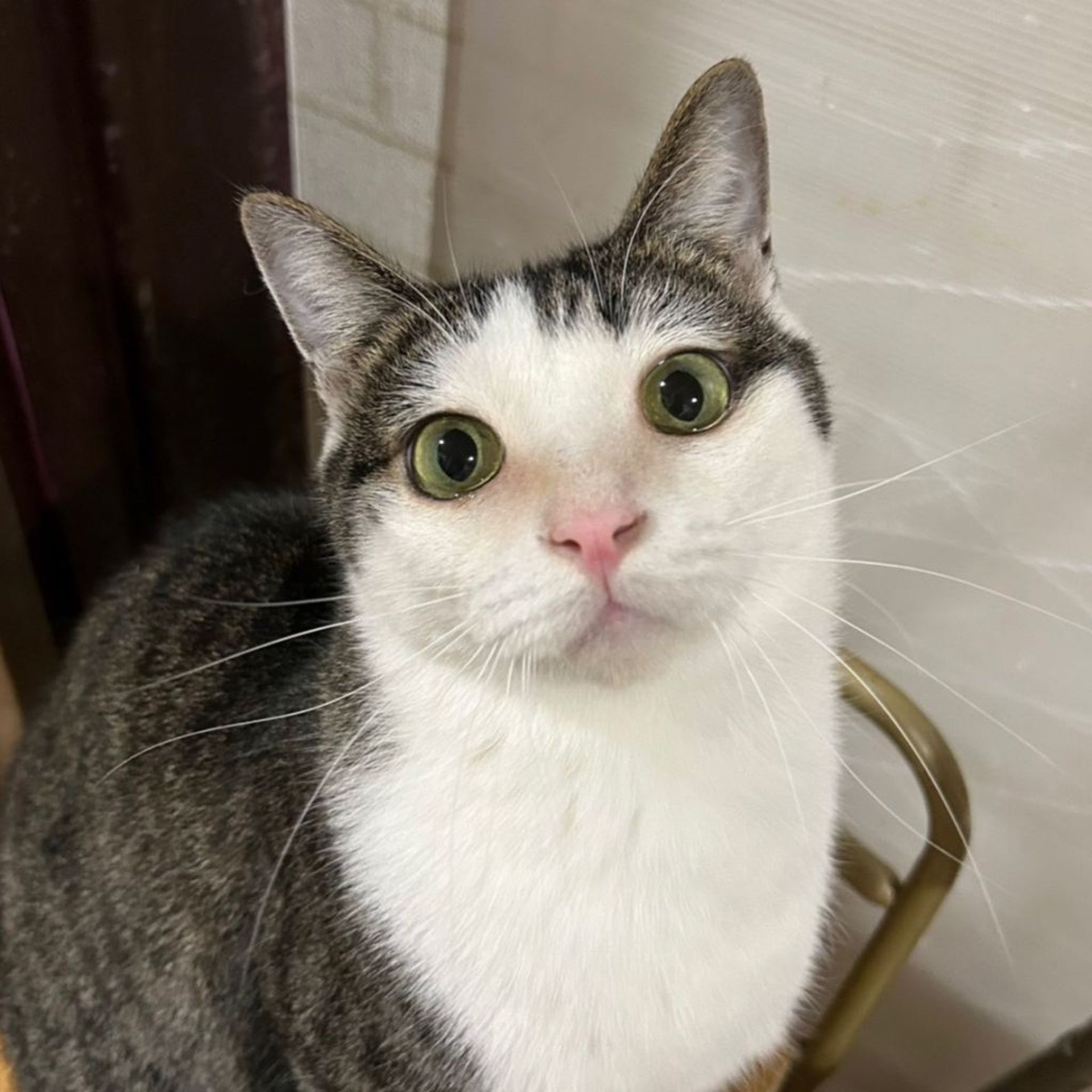 雑種（ミックス猫）・オスの里親募集の写真