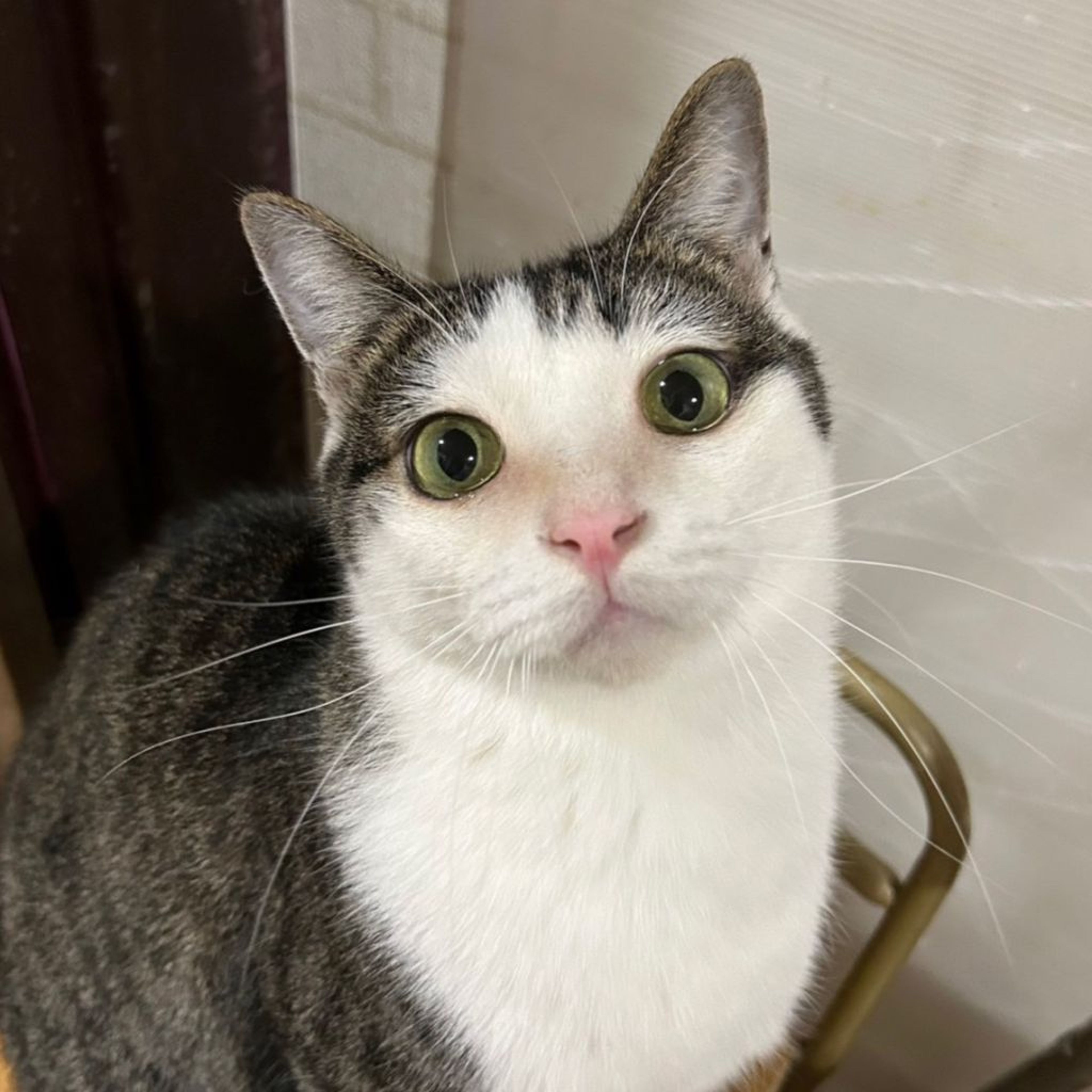 雑種（ミックス猫）・オスの里親募集の写真