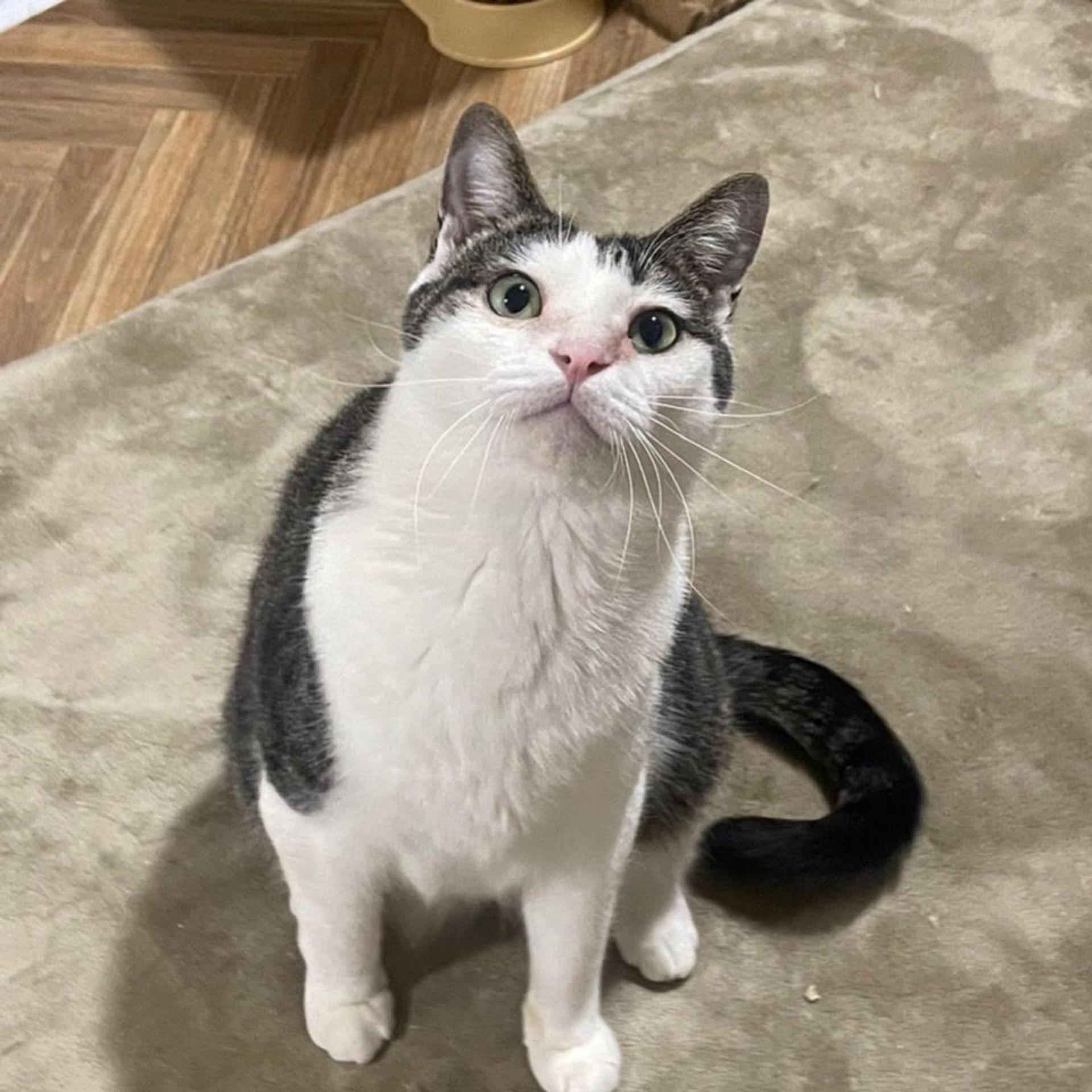 pet-image-2