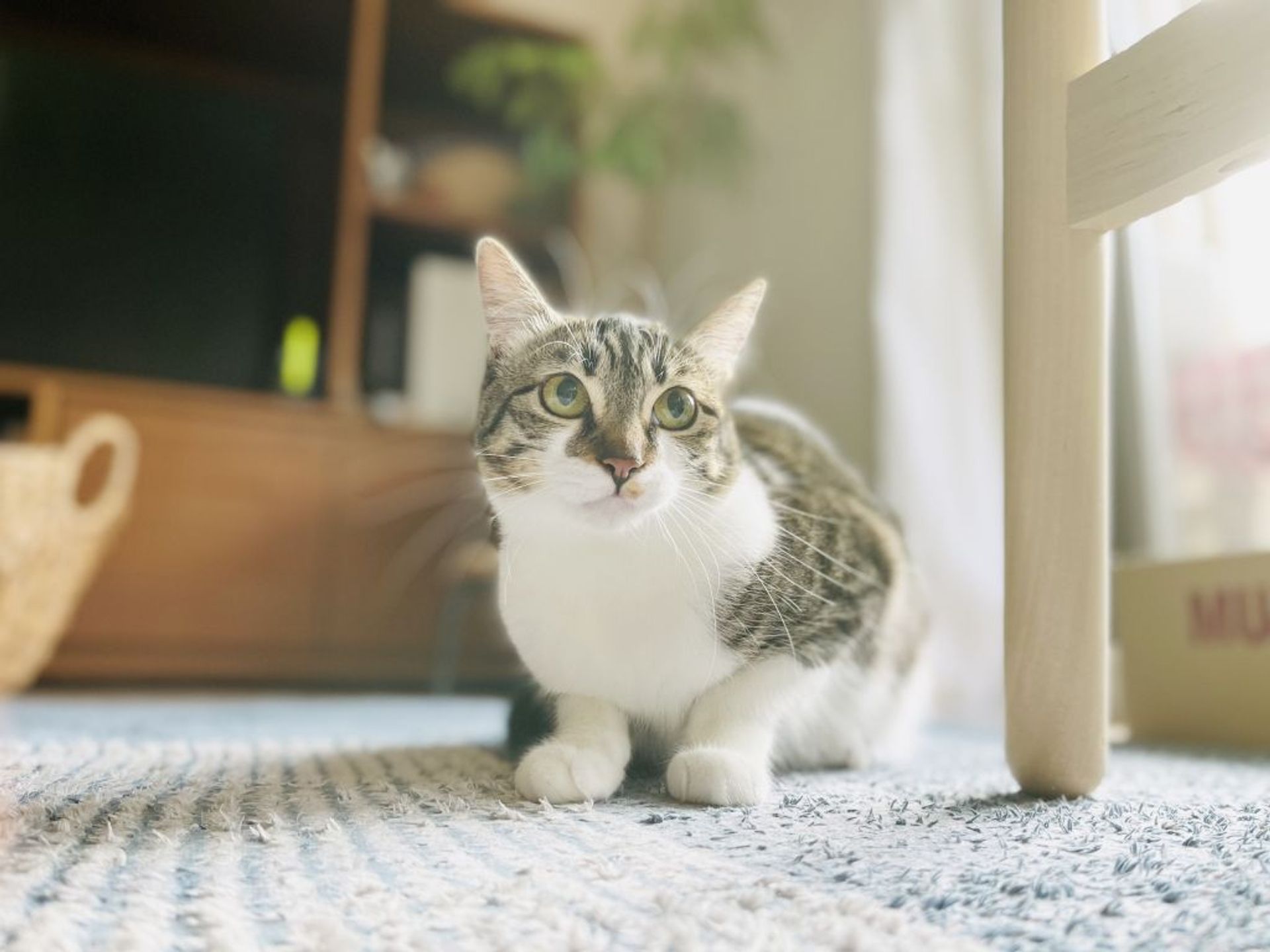 雑種（ミックス猫）・メスの里親募集の写真