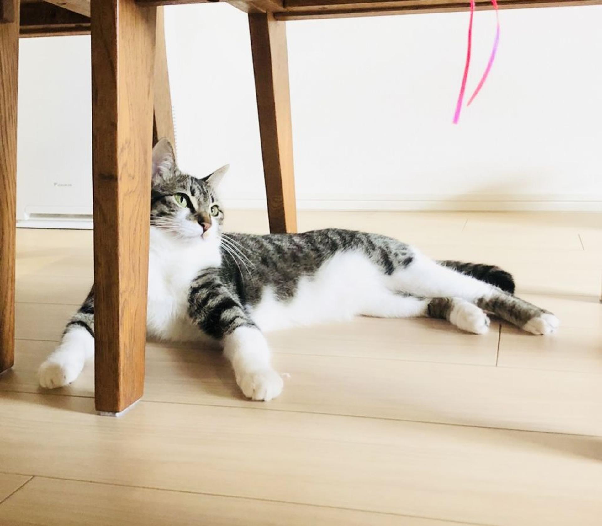 pet-image-3