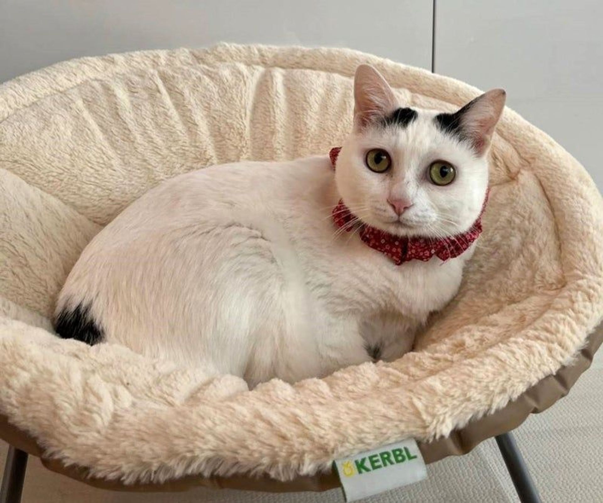 雑種（ミックス猫）・メスの里親募集の写真