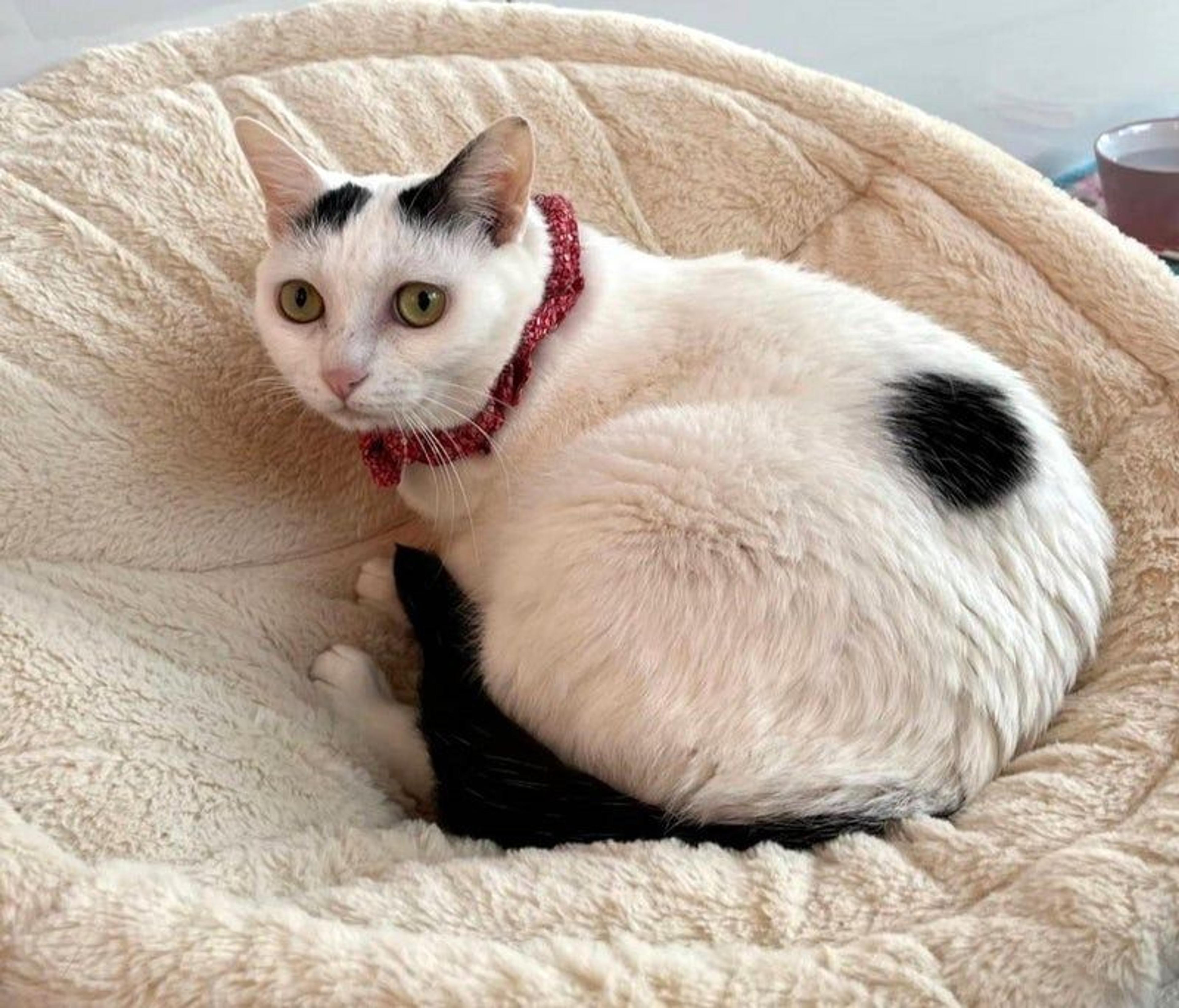 pet-image-2