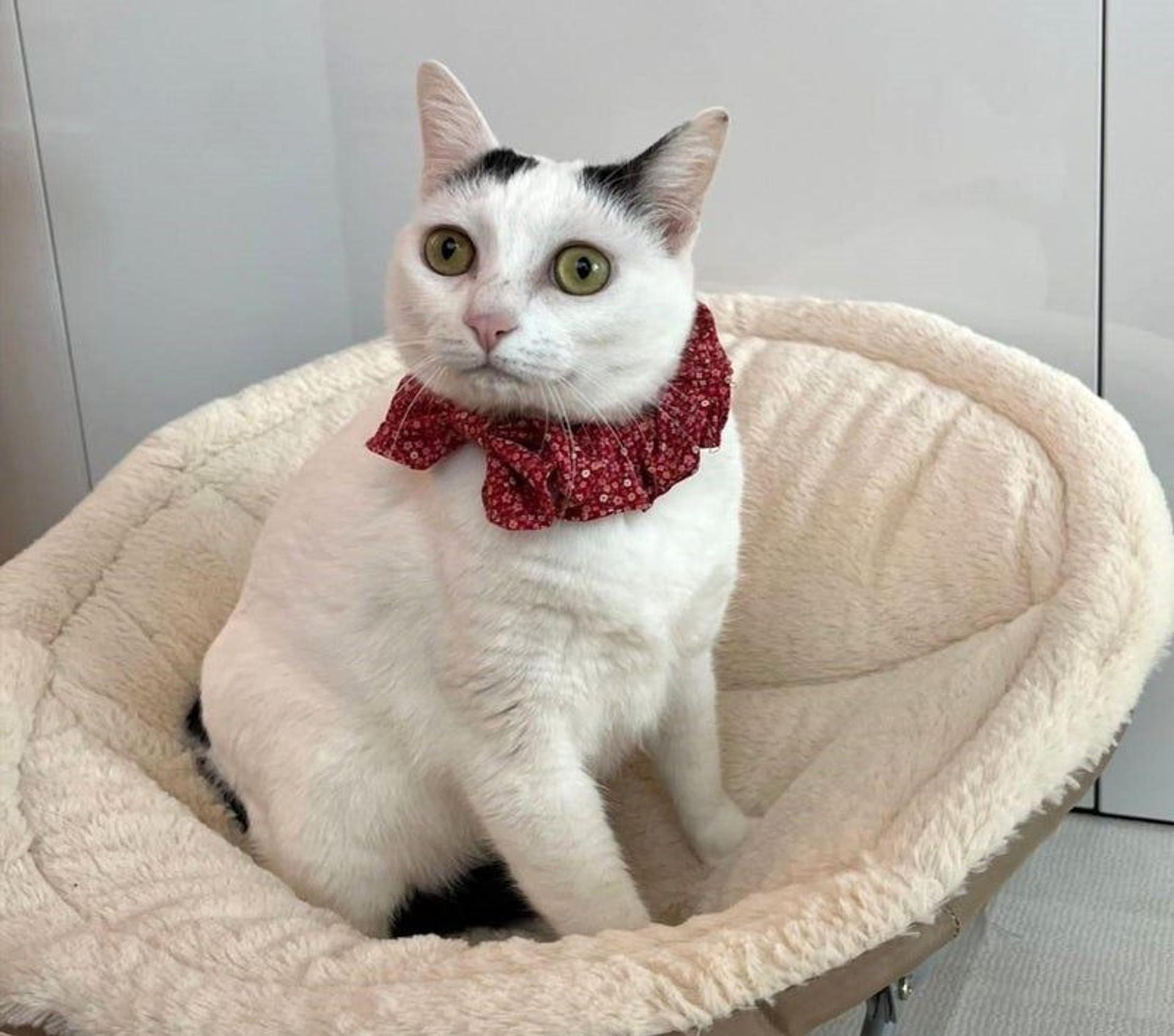 pet-image-3