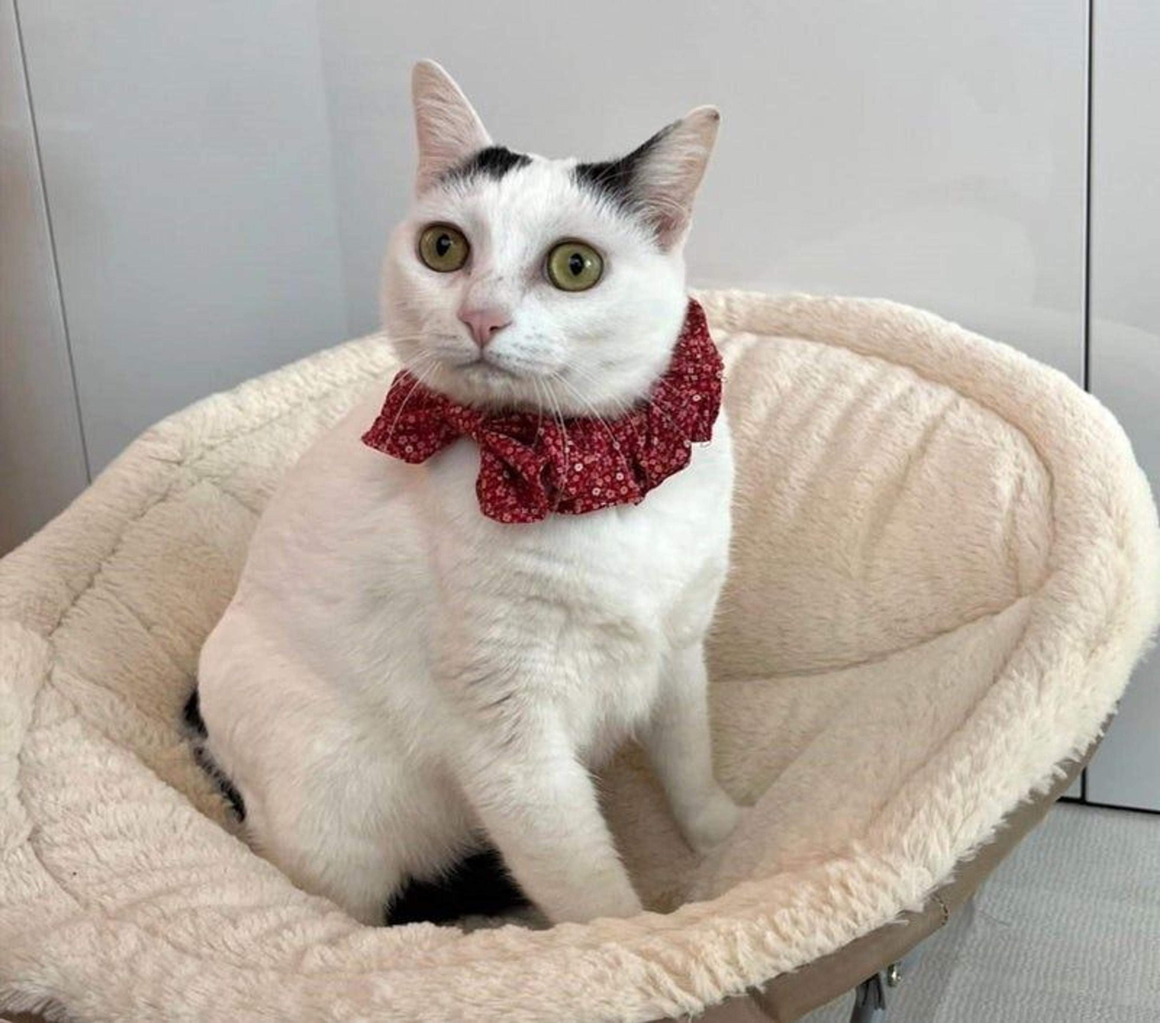 pet-image-3