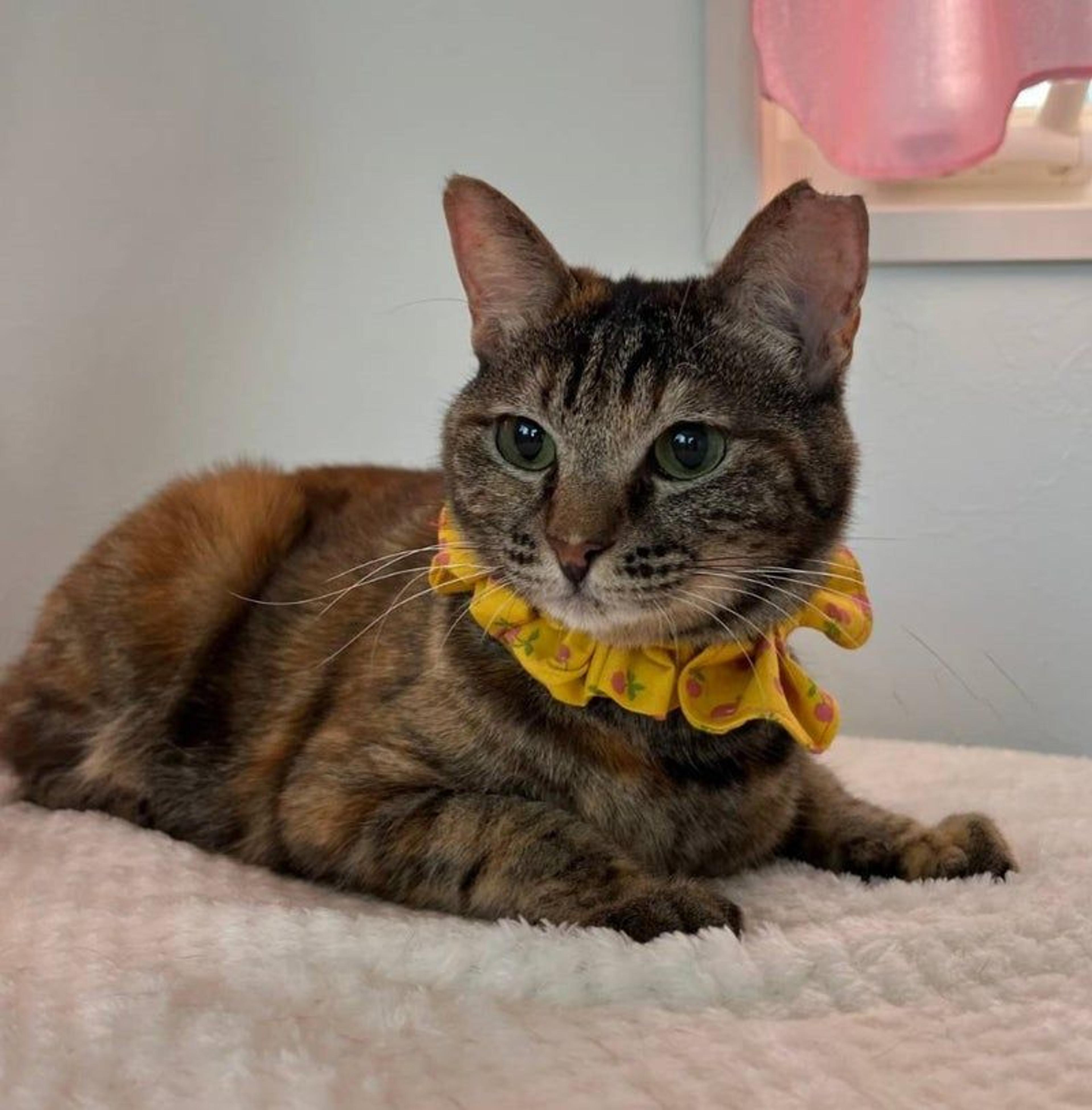 pet-image-3