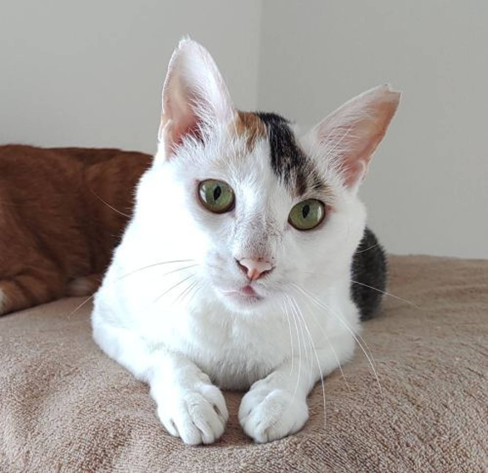 雑種（ミックス猫）・メスの里親募集の写真