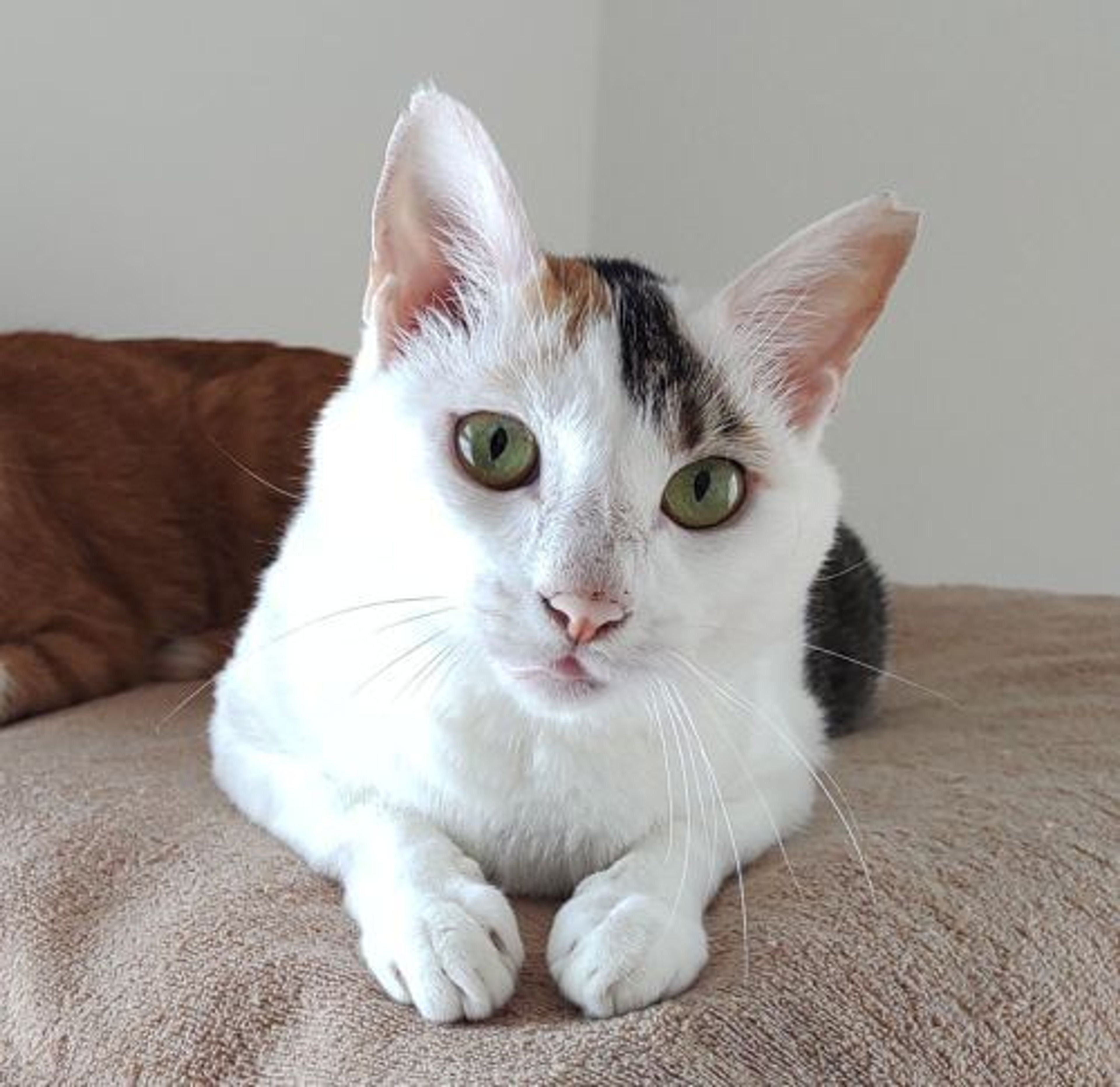 雑種（ミックス猫）・メスの里親募集の写真