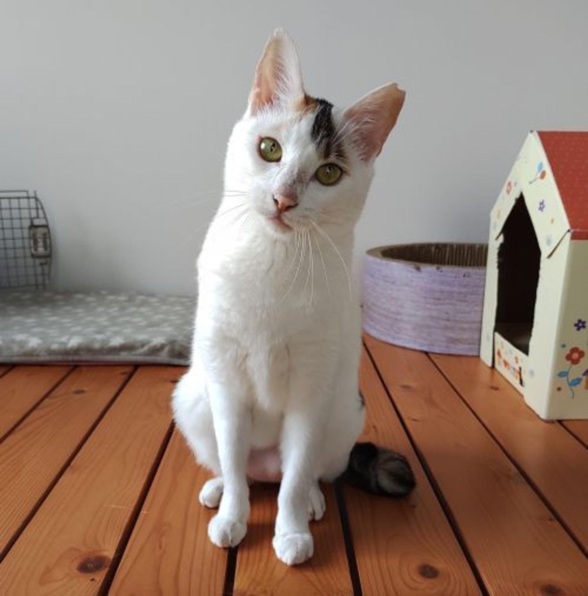 pet-image-3