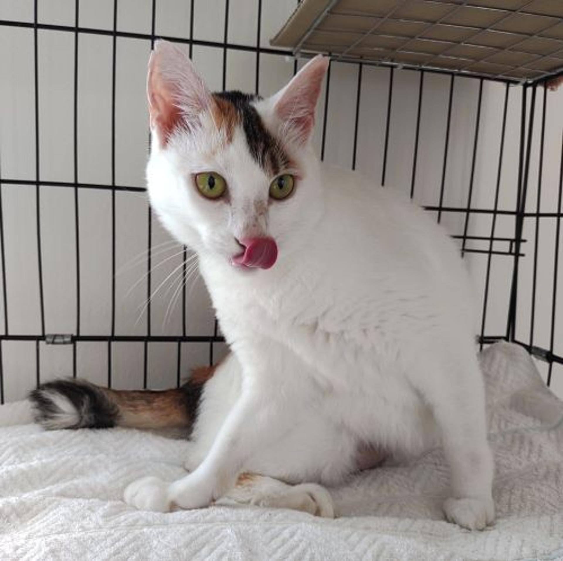 pet-image-4