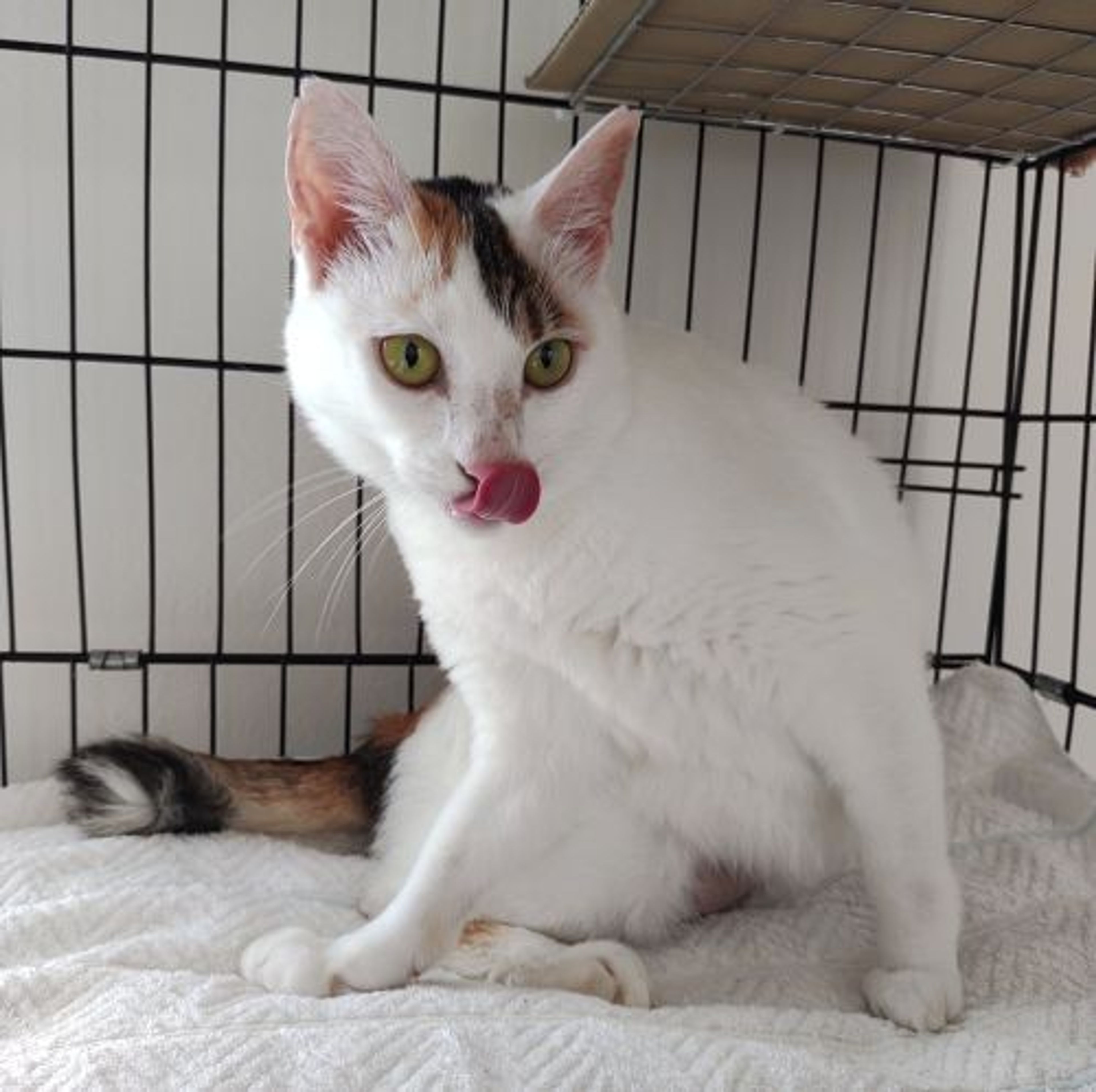 pet-image-4