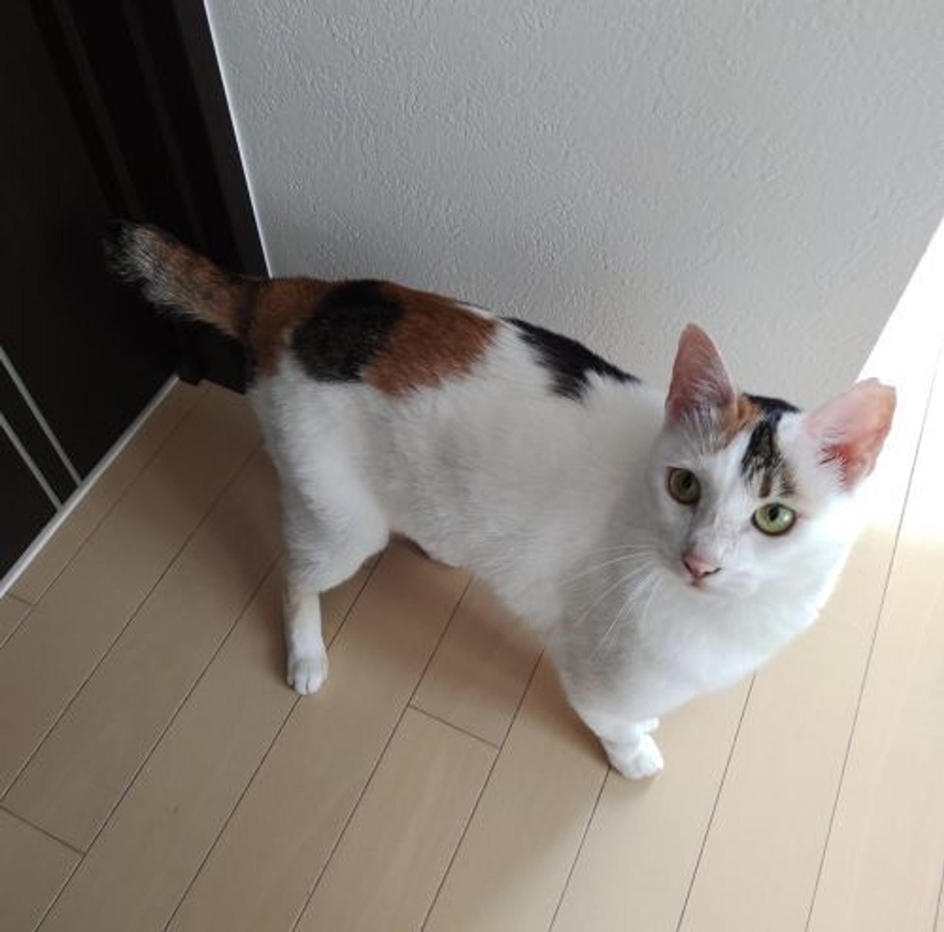 pet-image-5