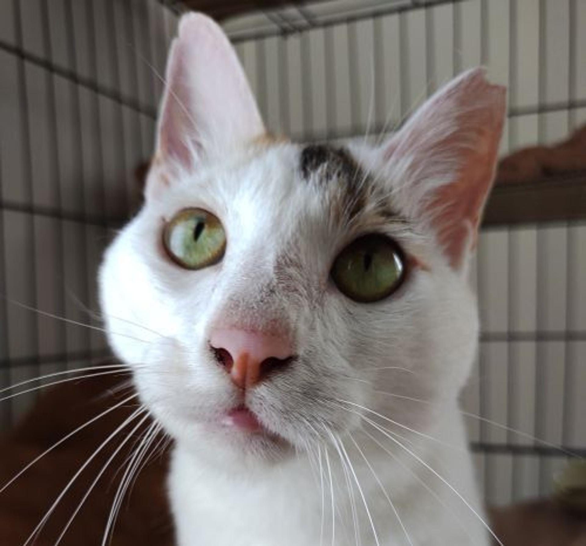 pet-image-6
