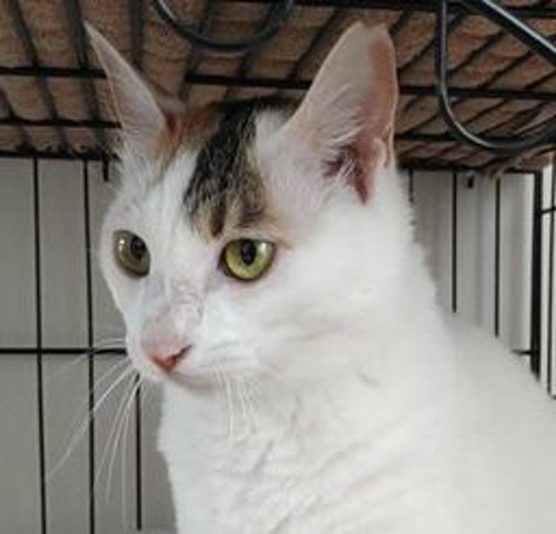 pet-image-7