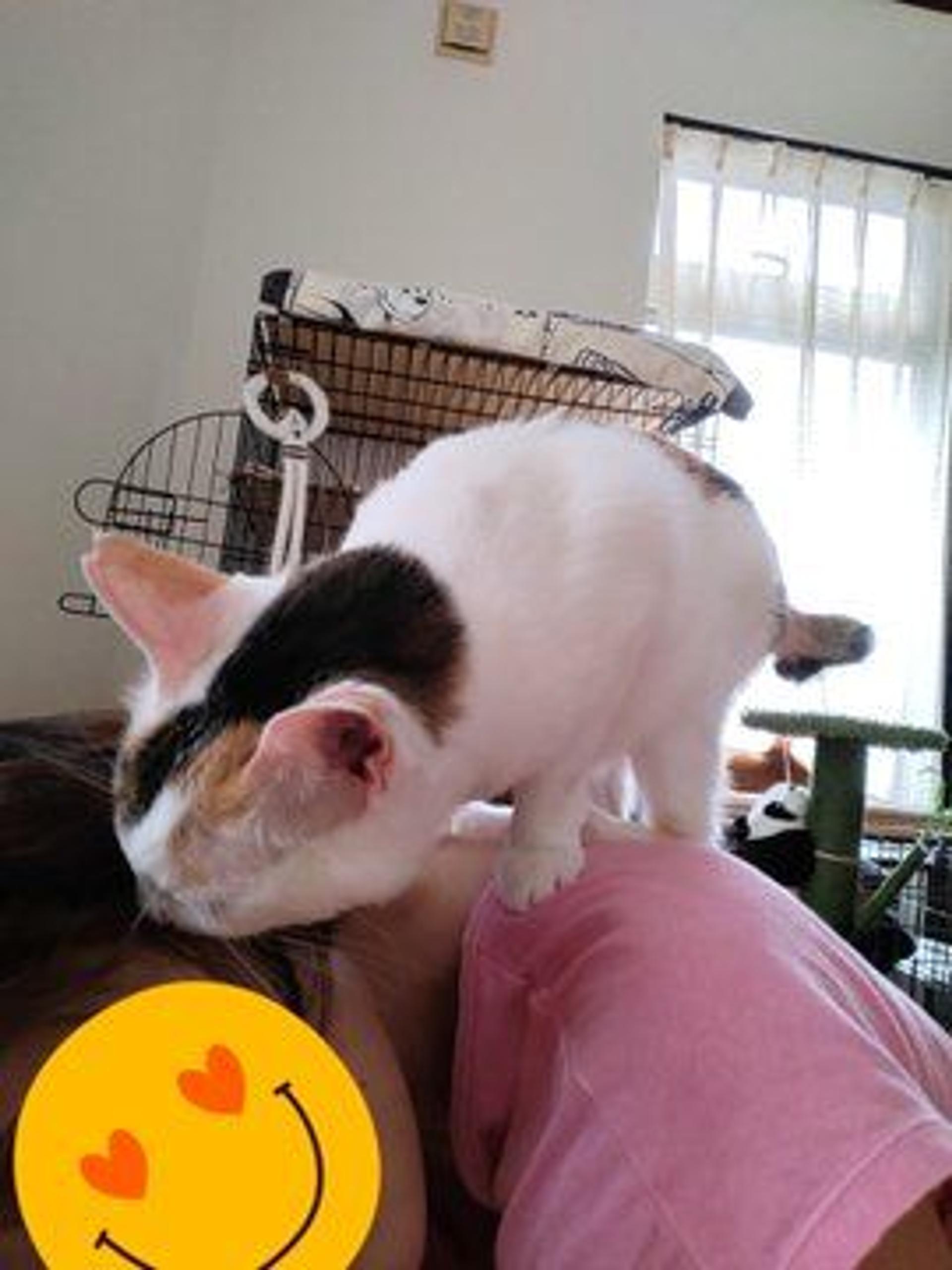 pet-image-2