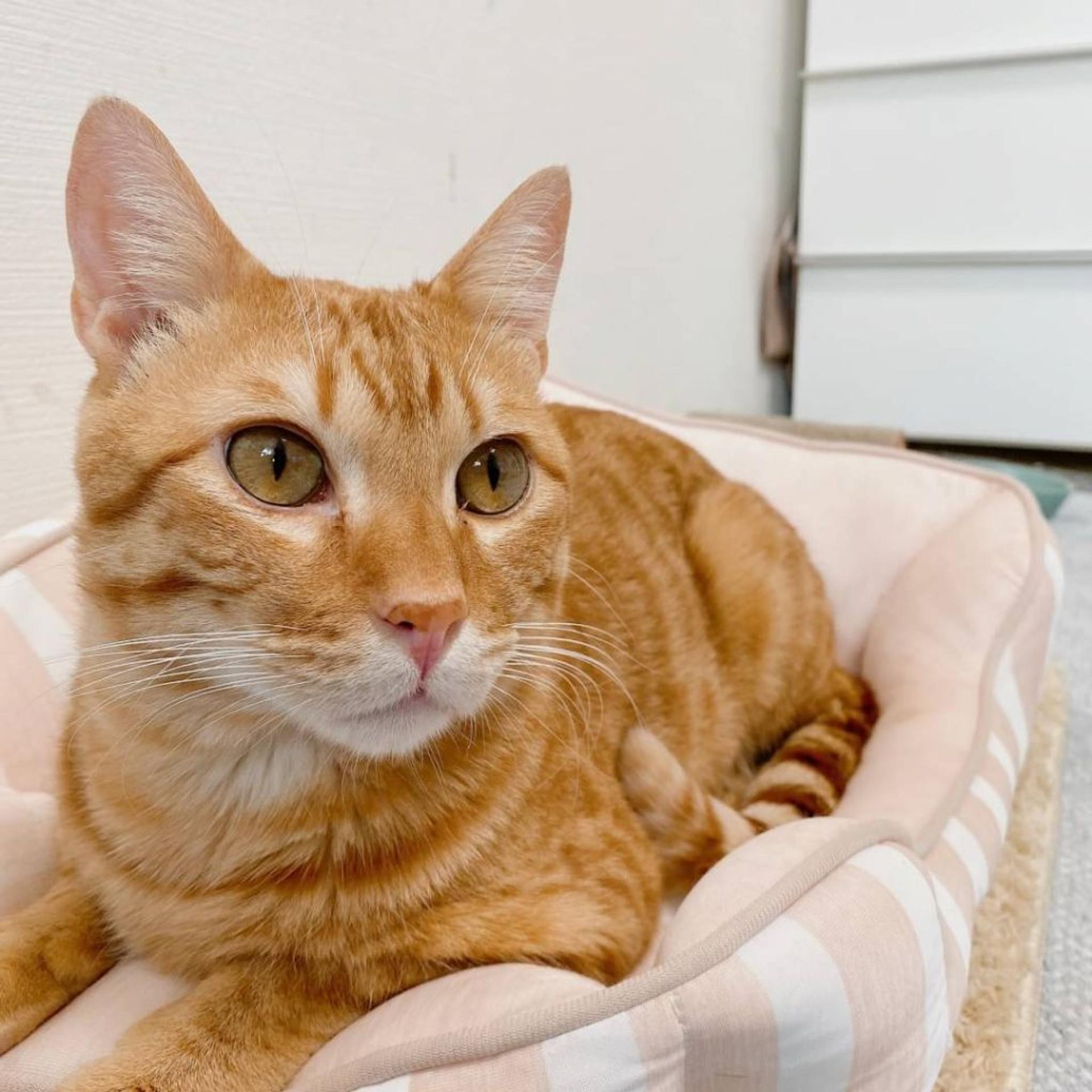 pet-image-3
