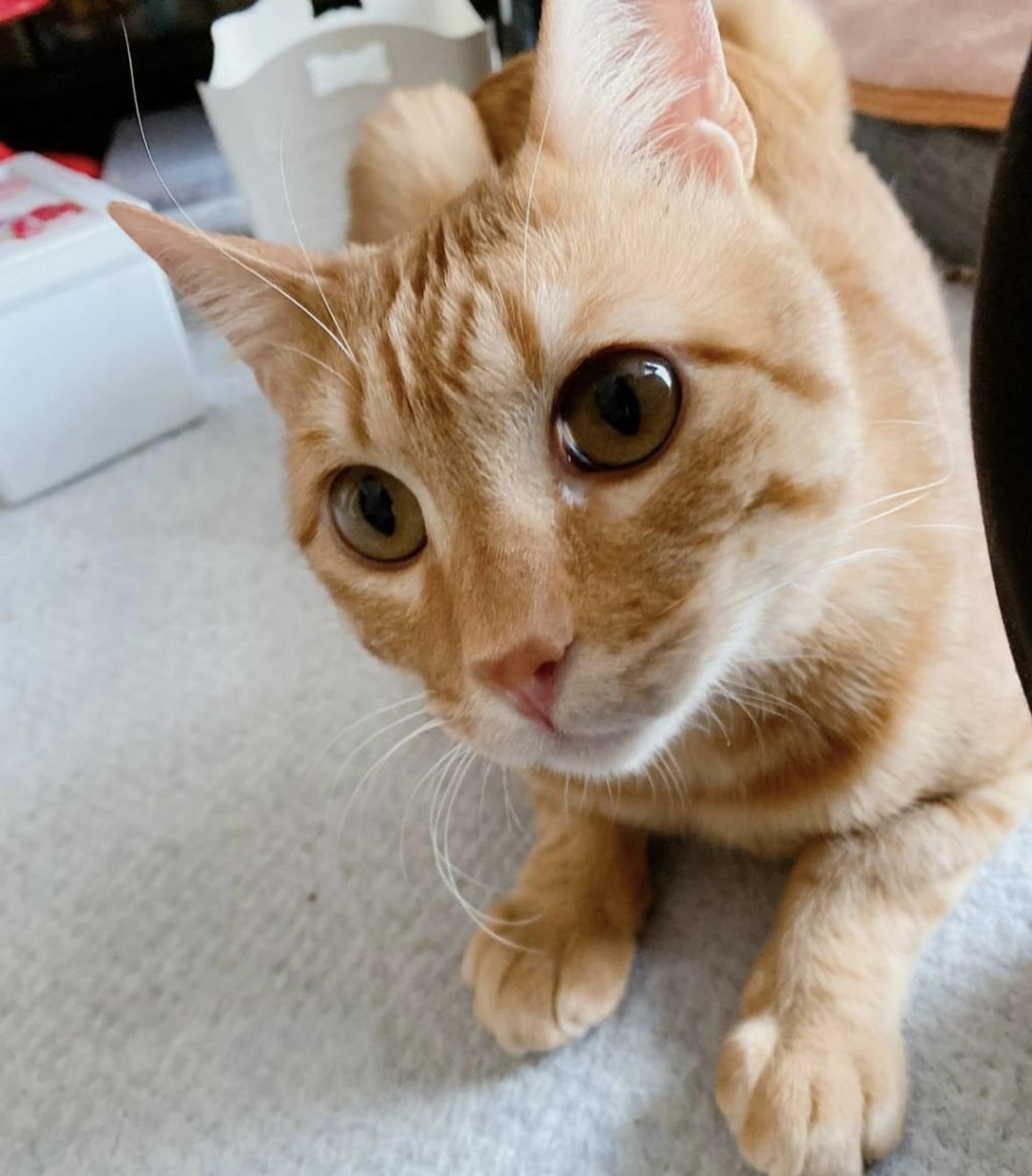 pet-image-5
