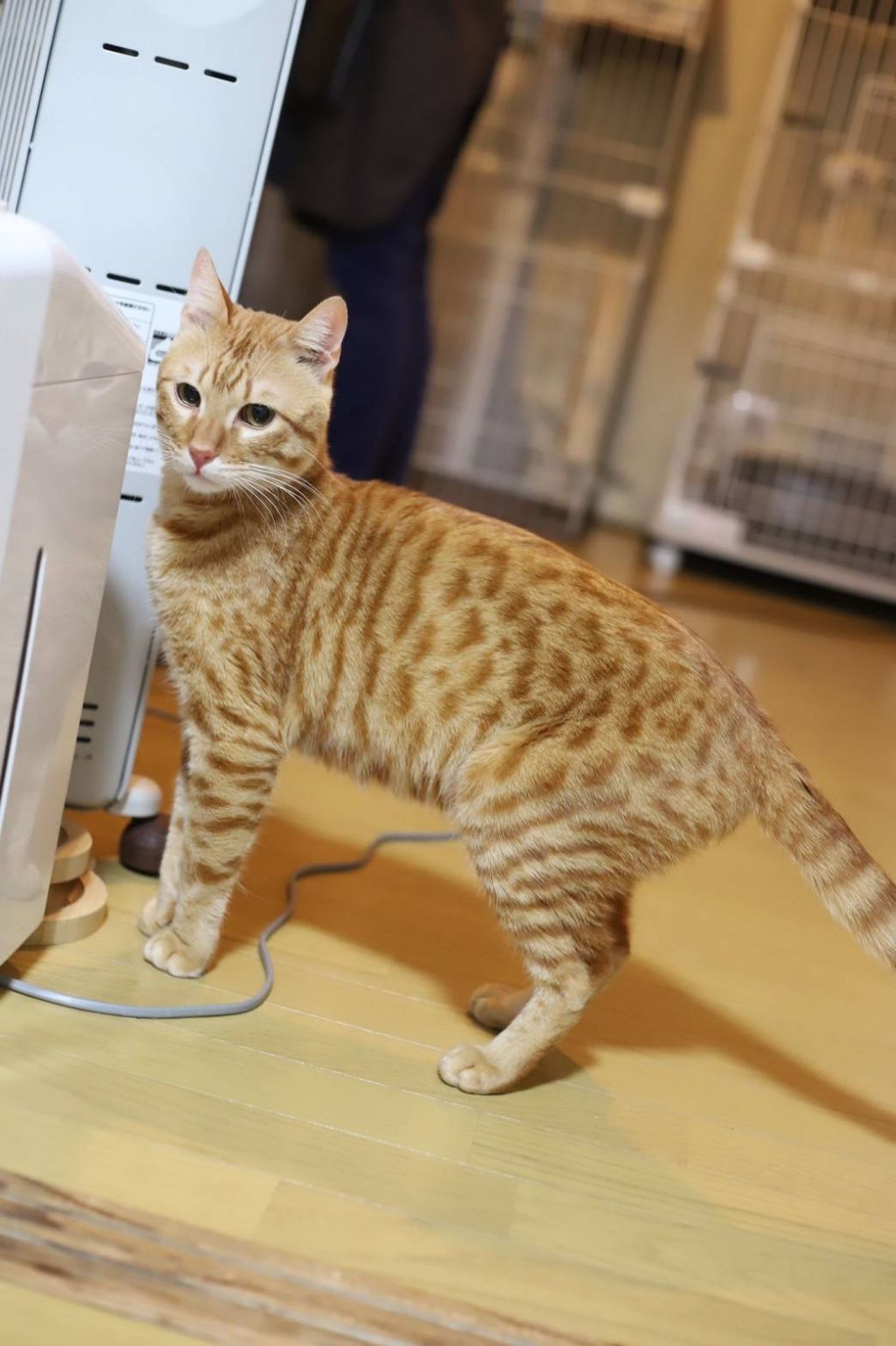 pet-image-6