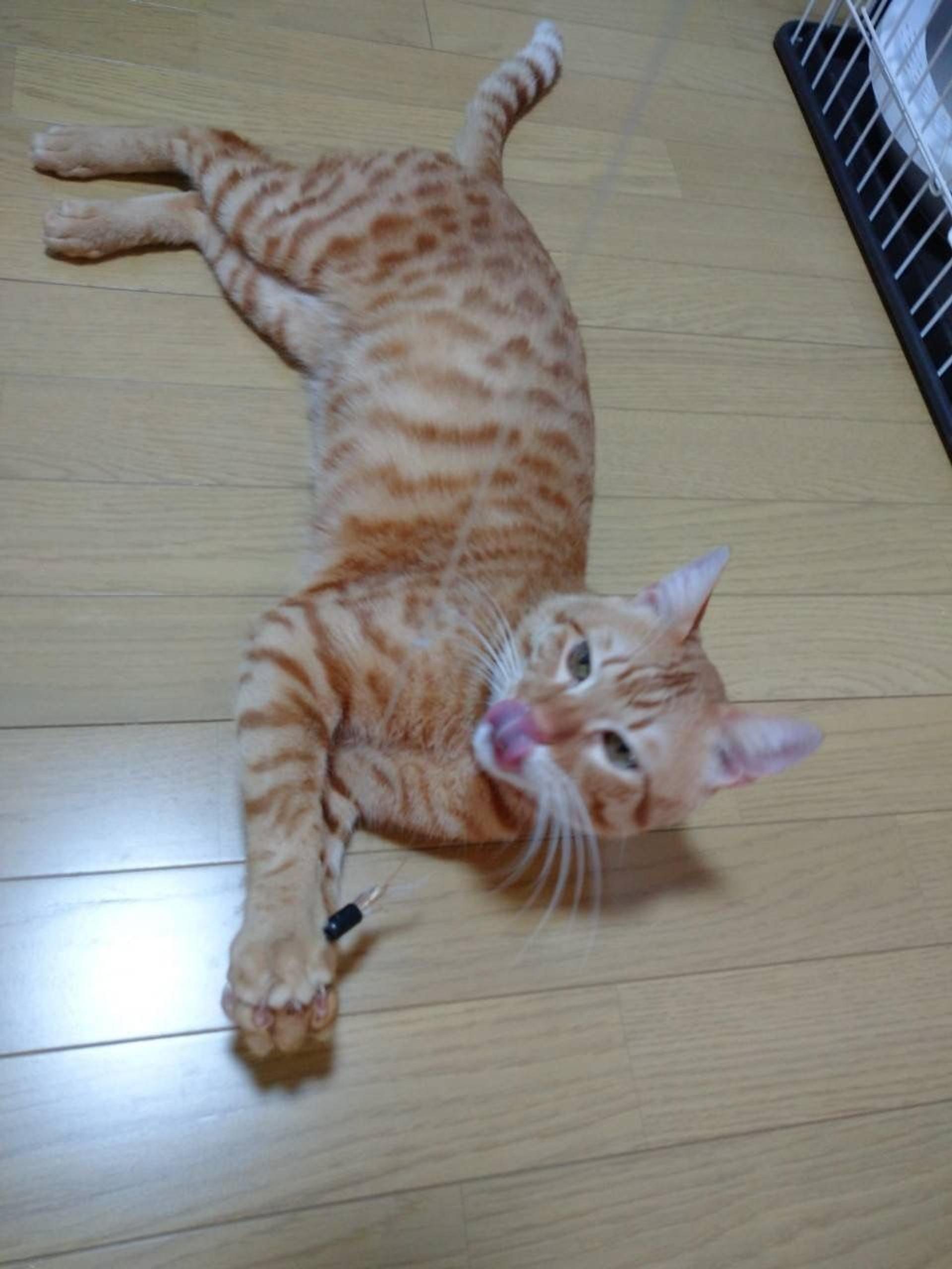 pet-image-7