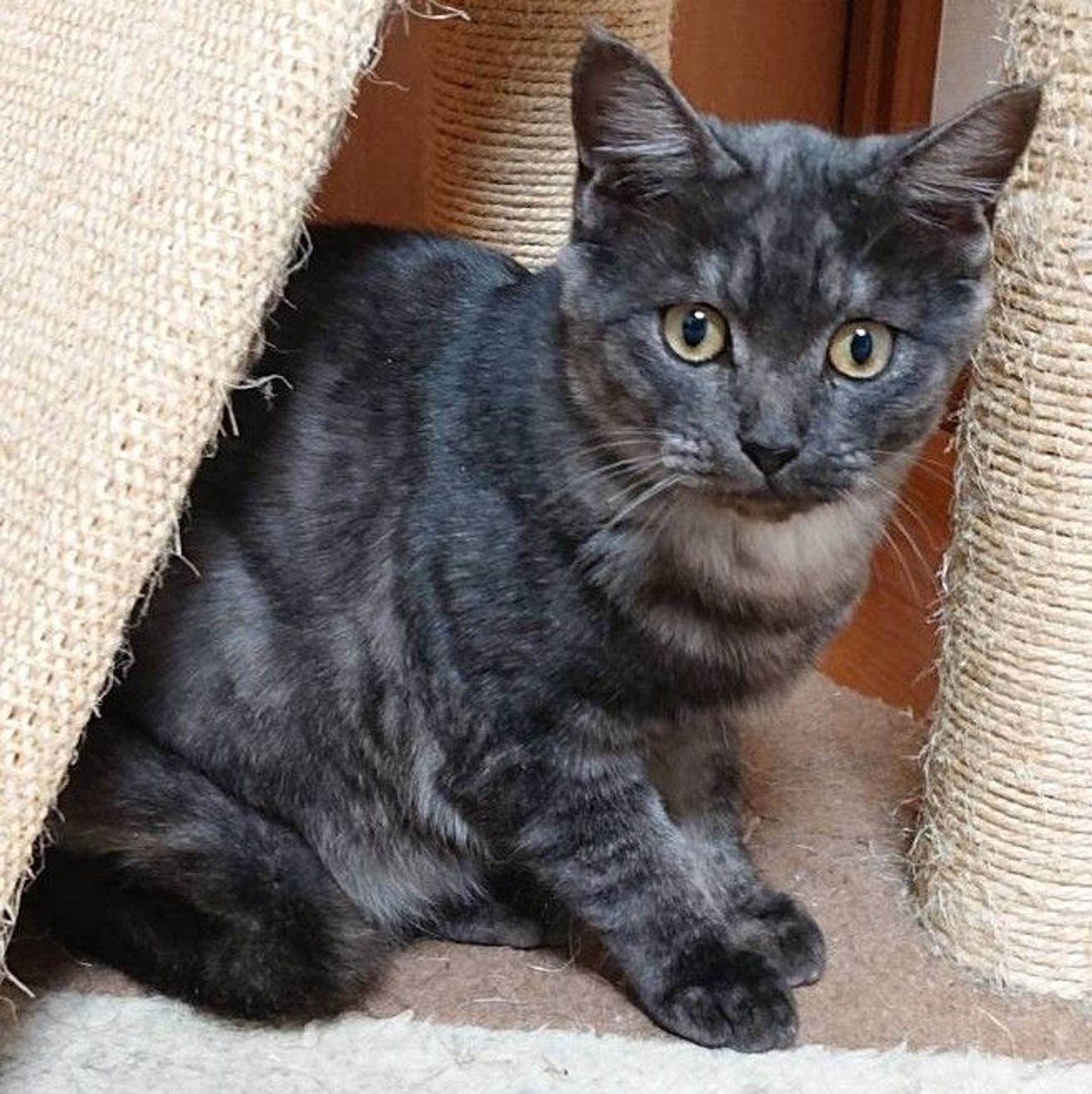 雑種（ミックス猫）・オスの里親募集の写真