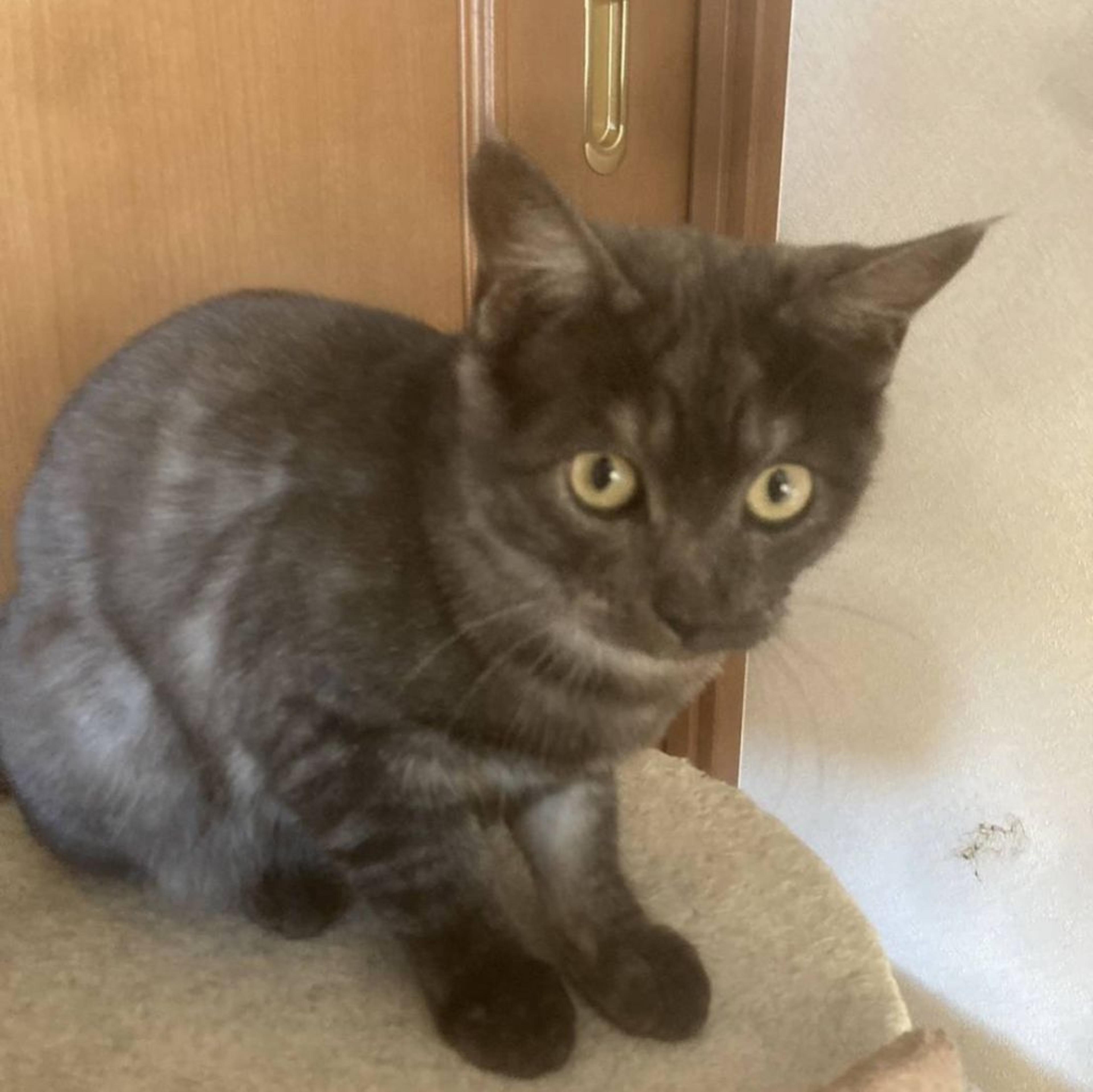 pet-image-3