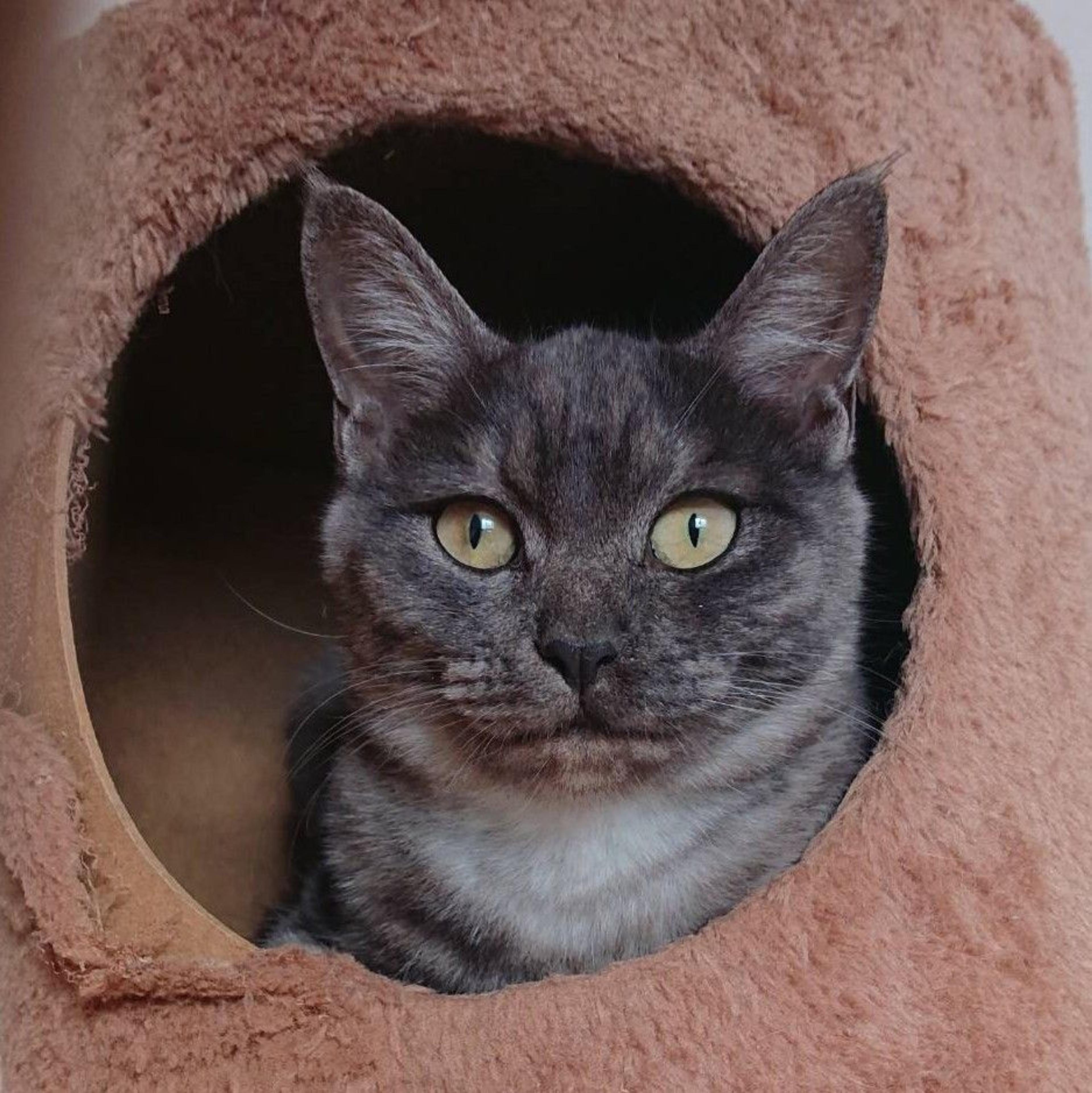 pet-image-4