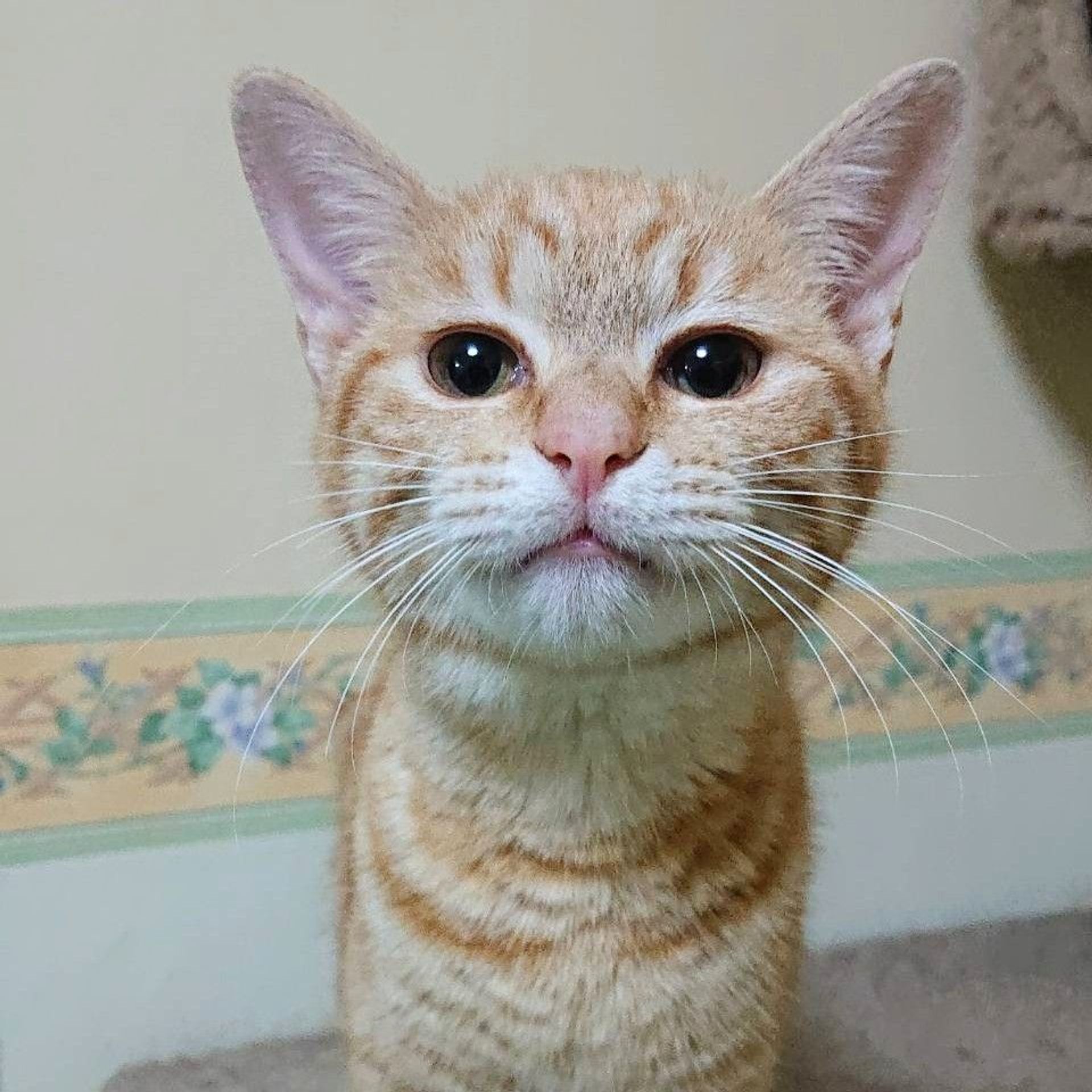雑種（ミックス猫）・メスの里親募集の写真