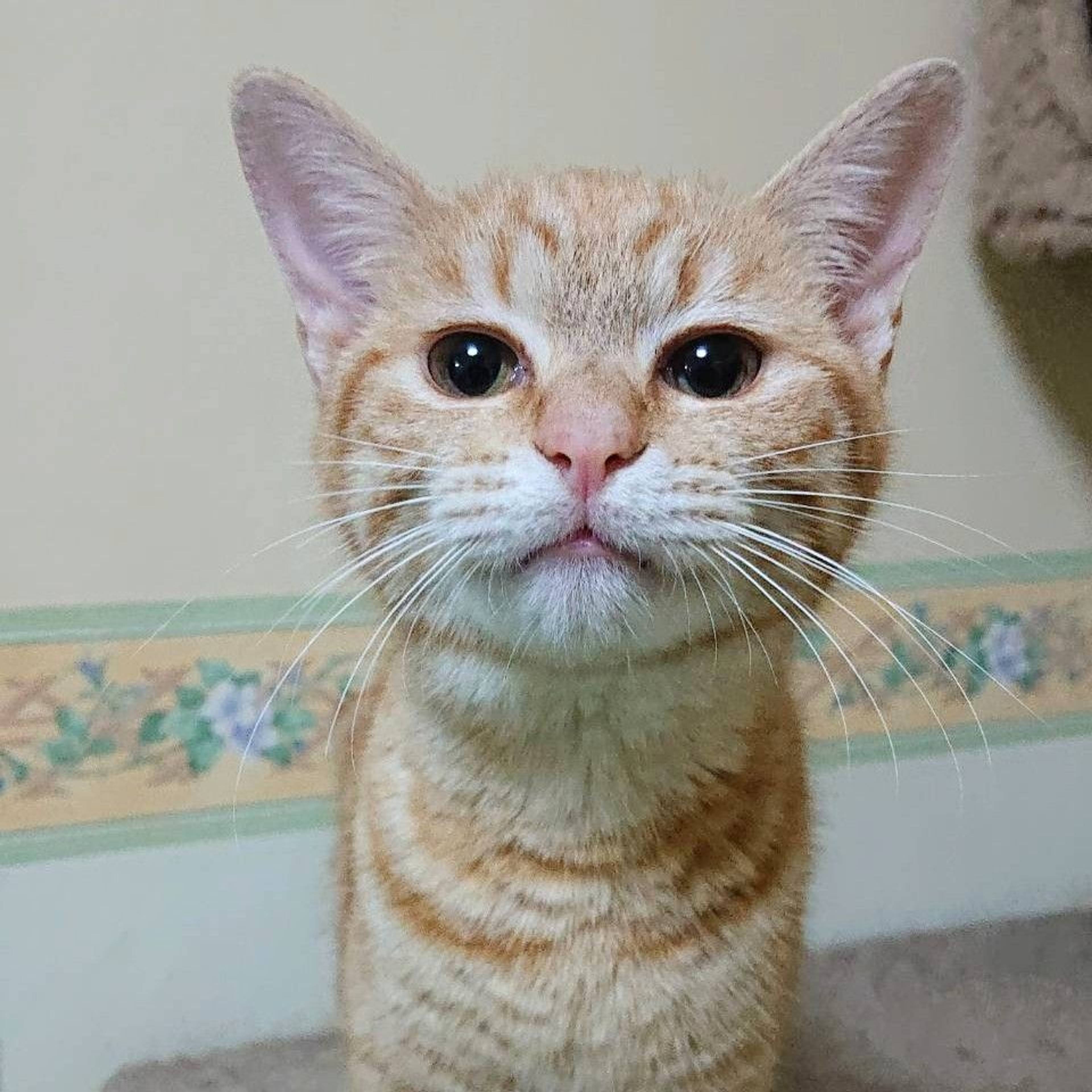 雑種（ミックス猫）・メスの里親募集の写真