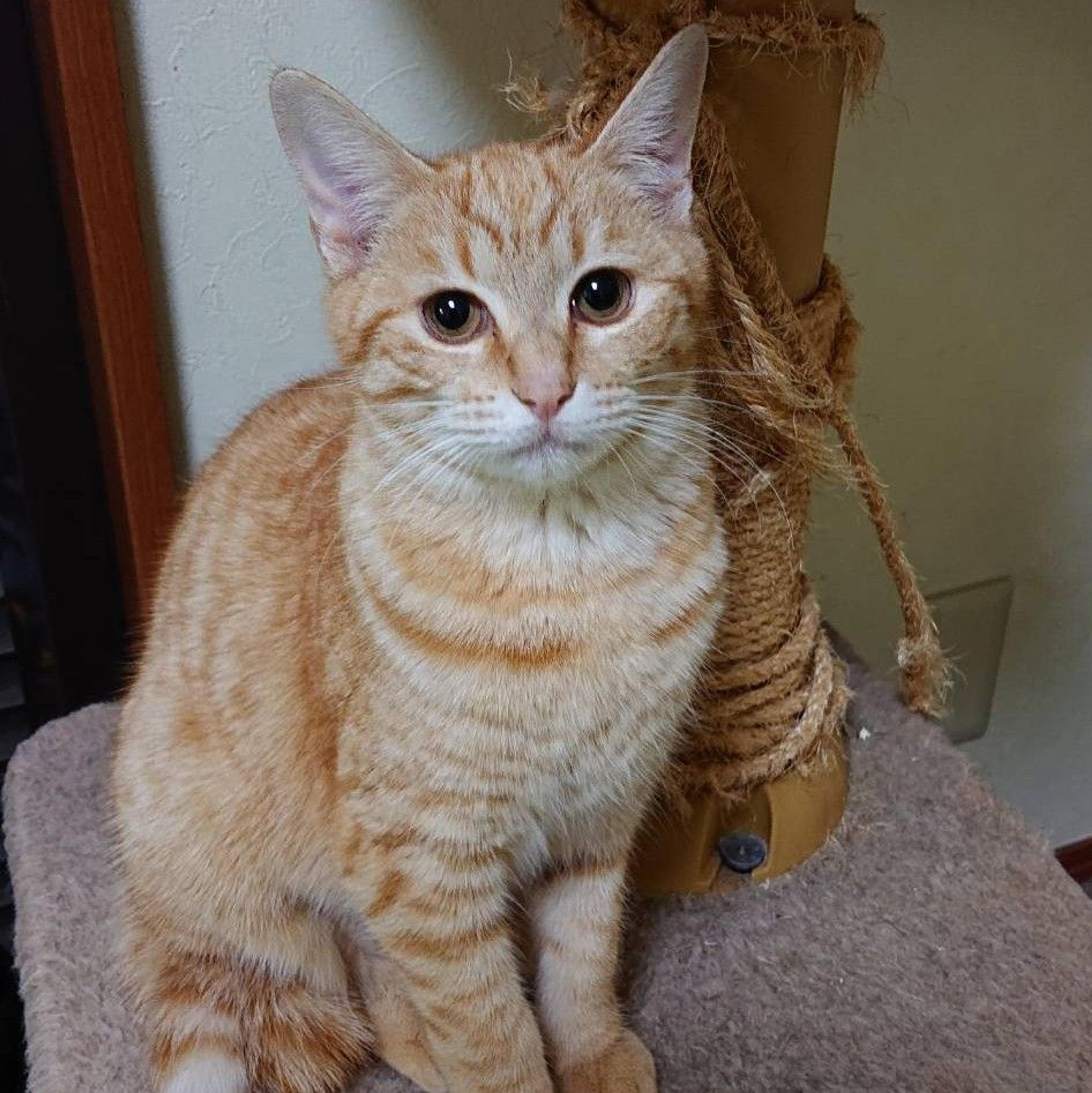 pet-image-3