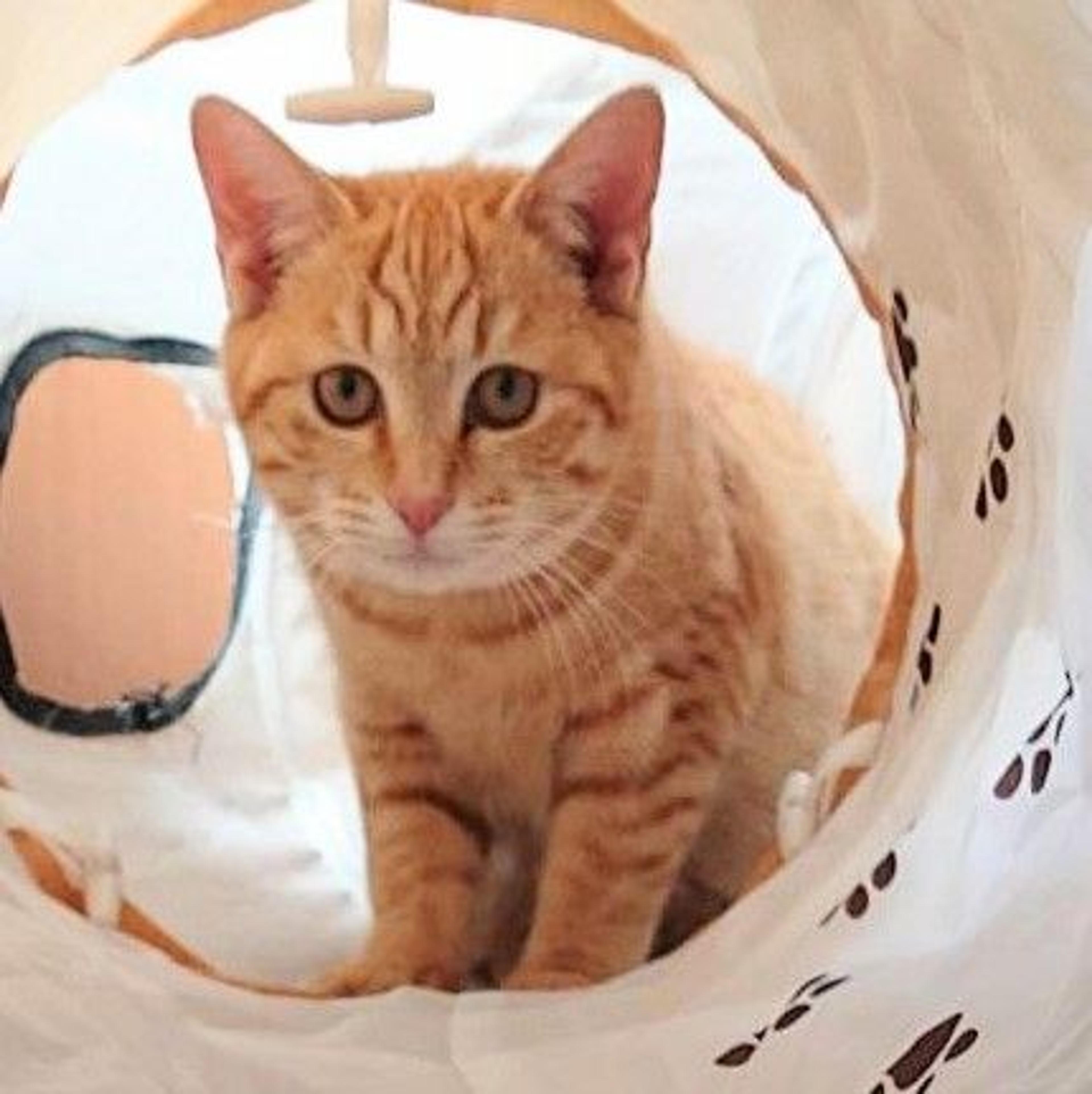 pet-image-4