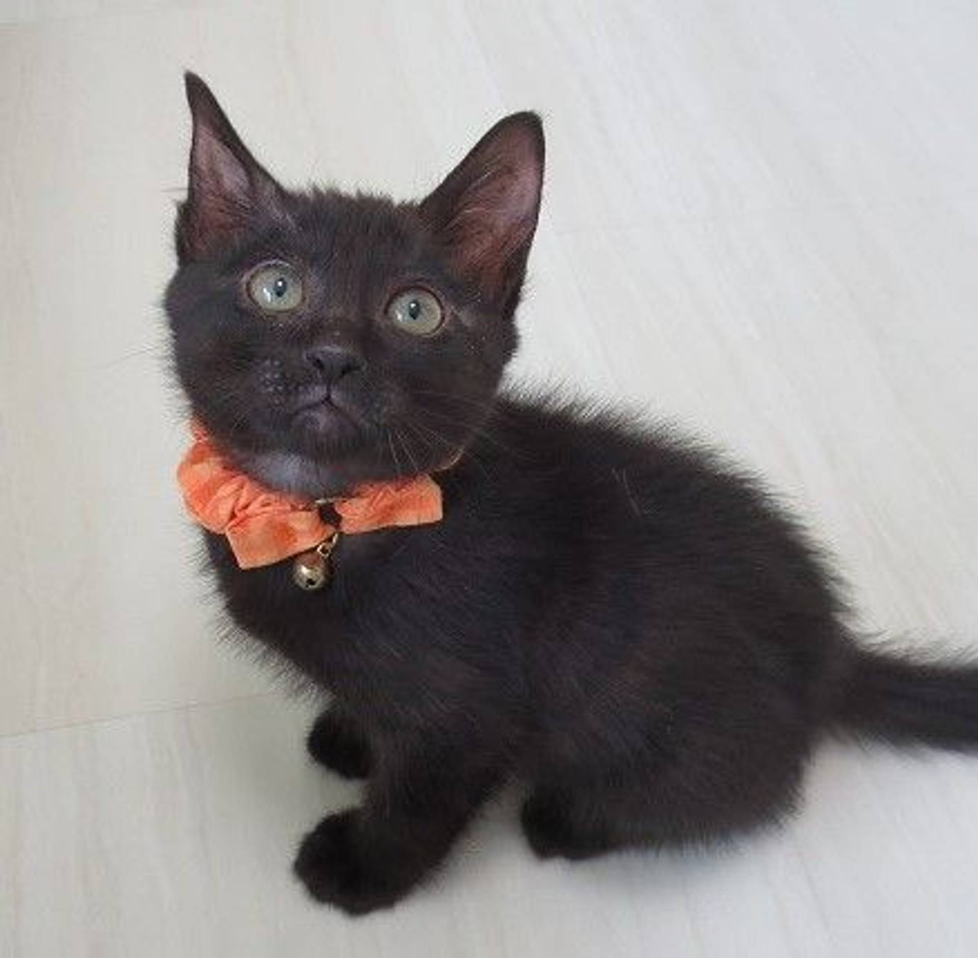 雑種（ミックス猫）・オスの里親募集の写真