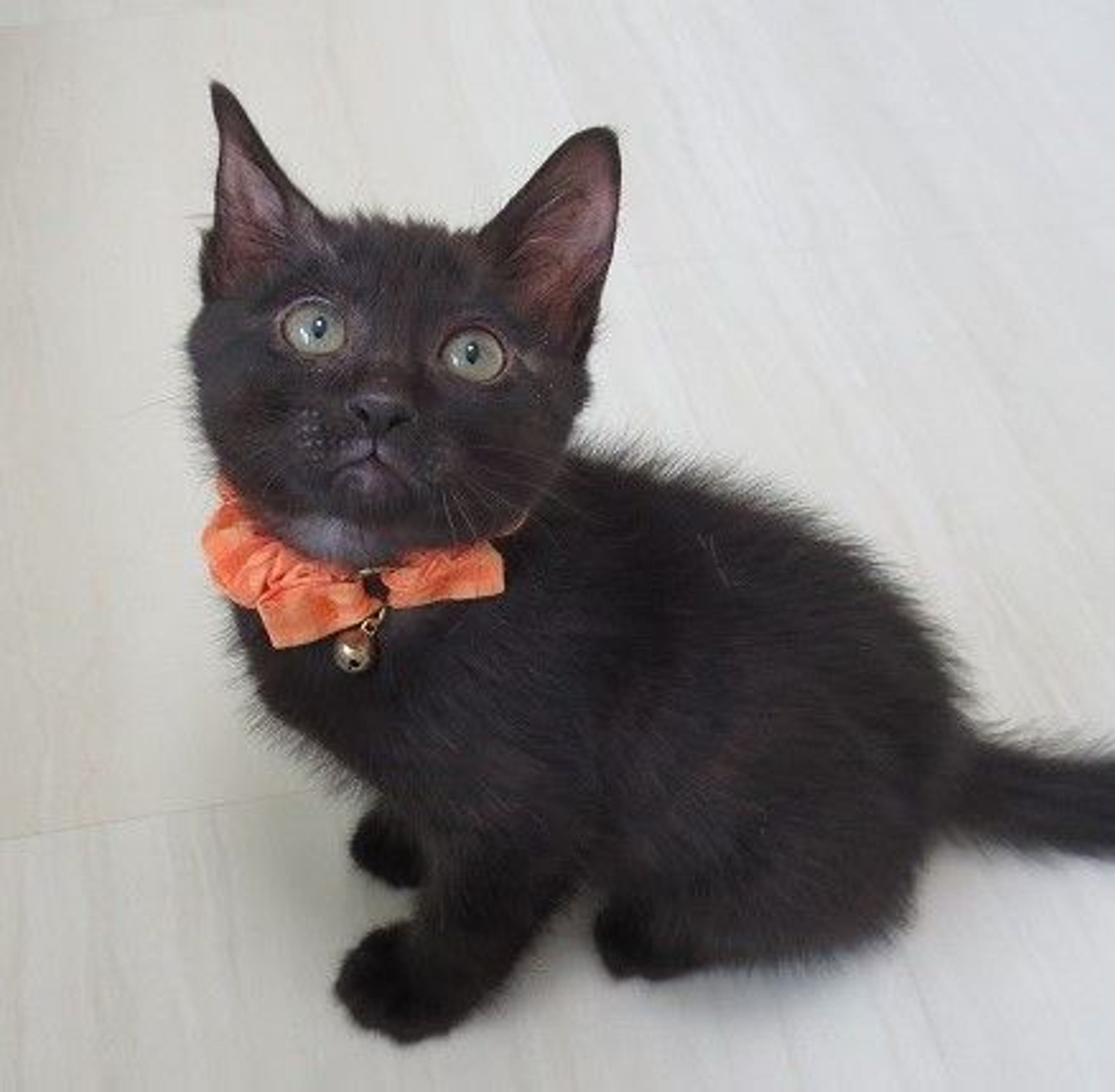 雑種（ミックス猫）・オスの里親募集の写真
