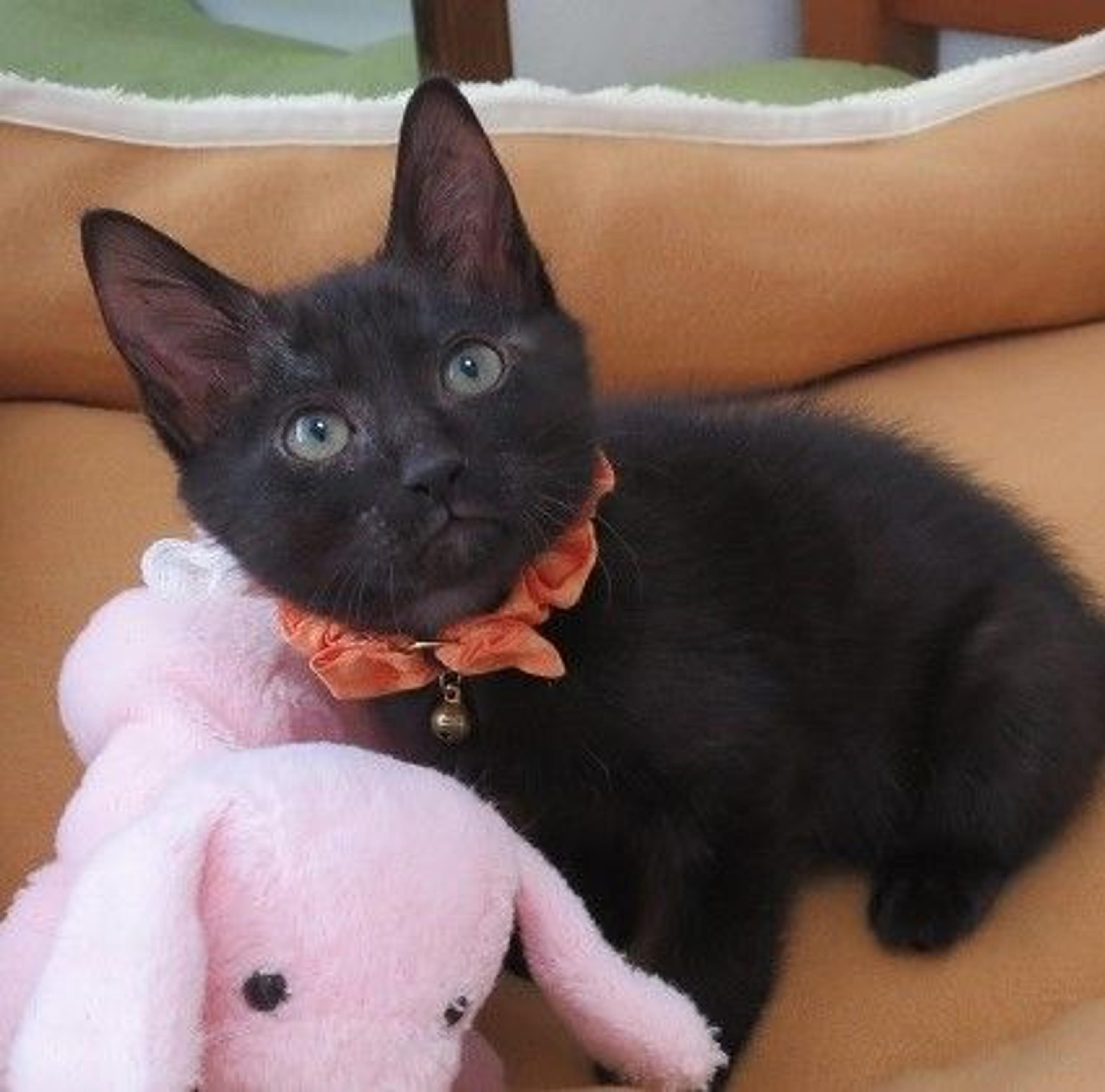 pet-image-3
