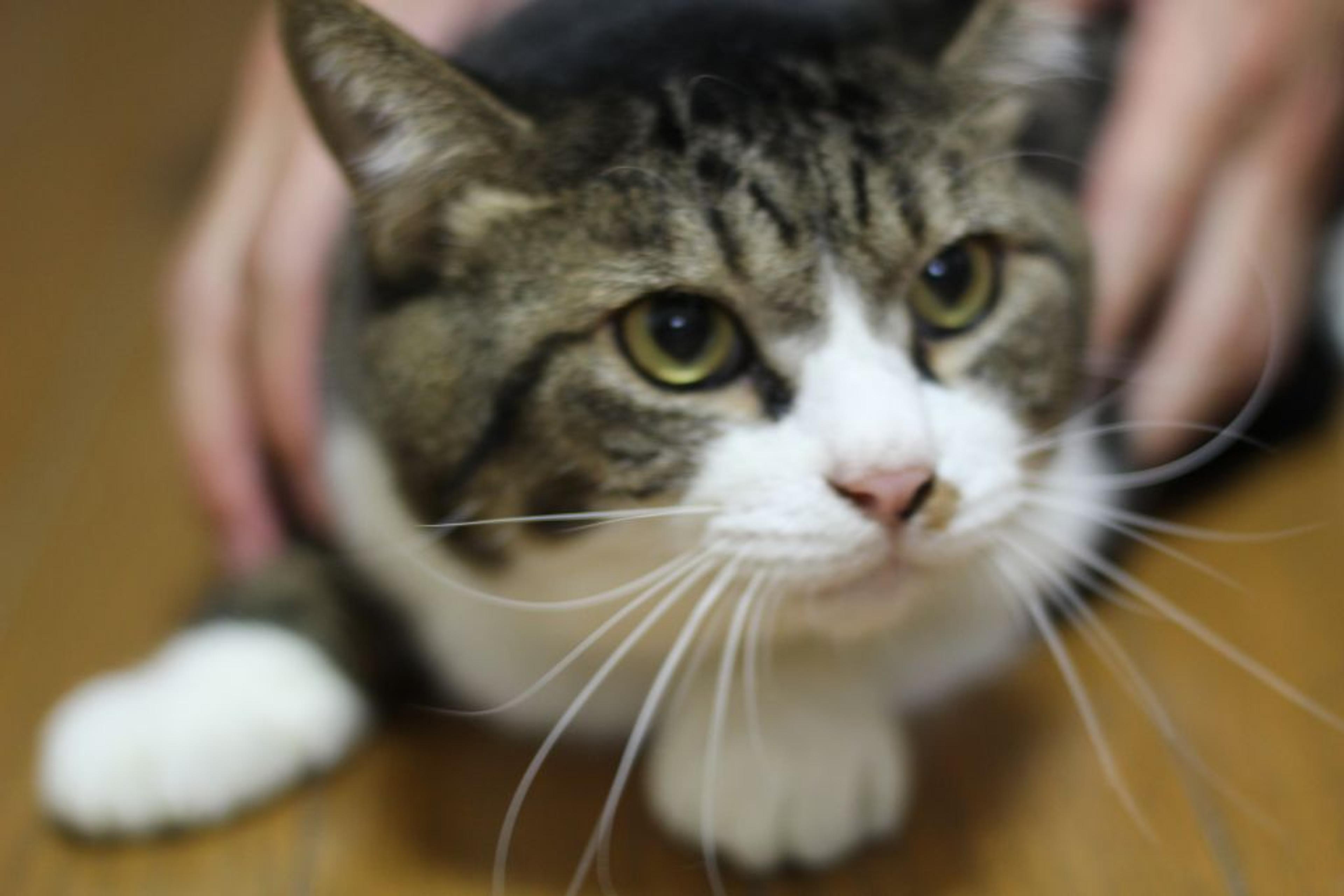 pet-image-4