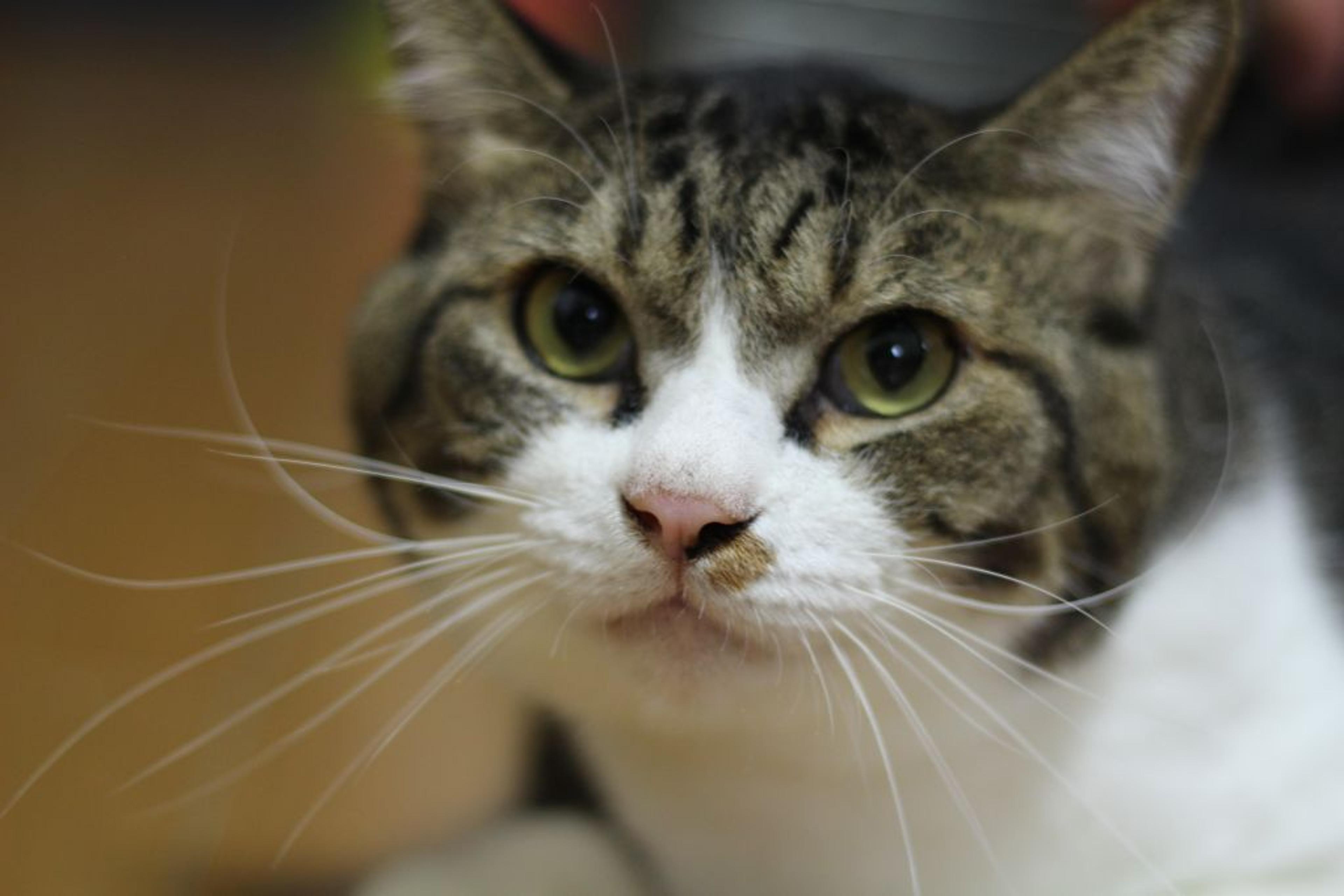 pet-image-5