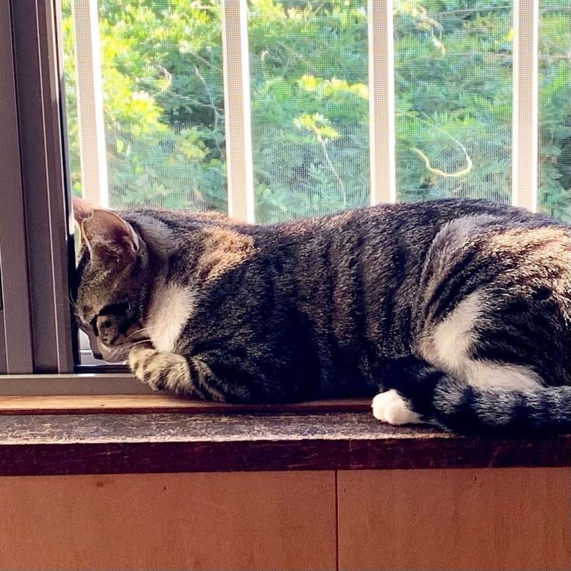 雑種（ミックス猫）・メスの里親募集の写真
