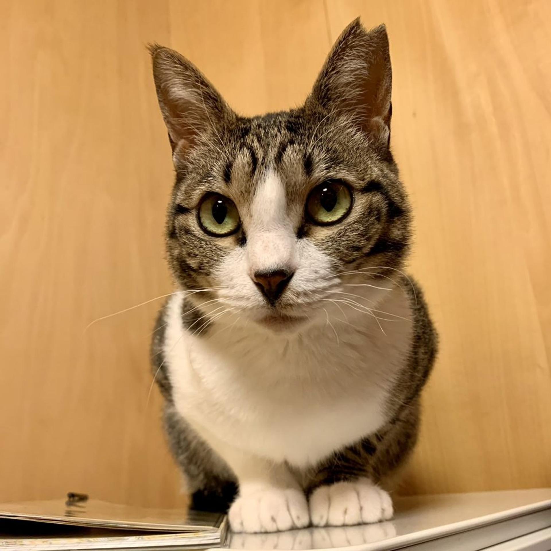 pet-image-5