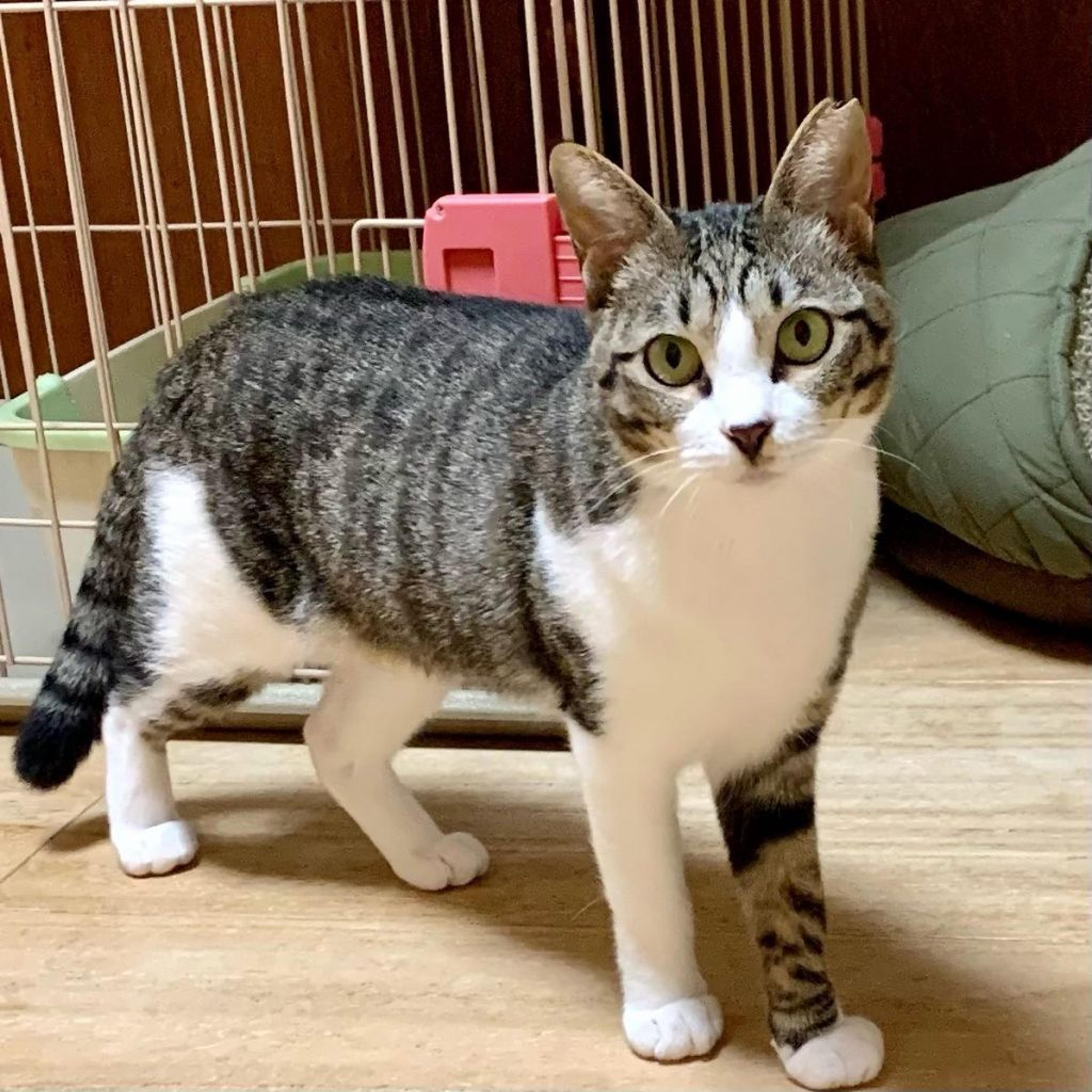 pet-image-8