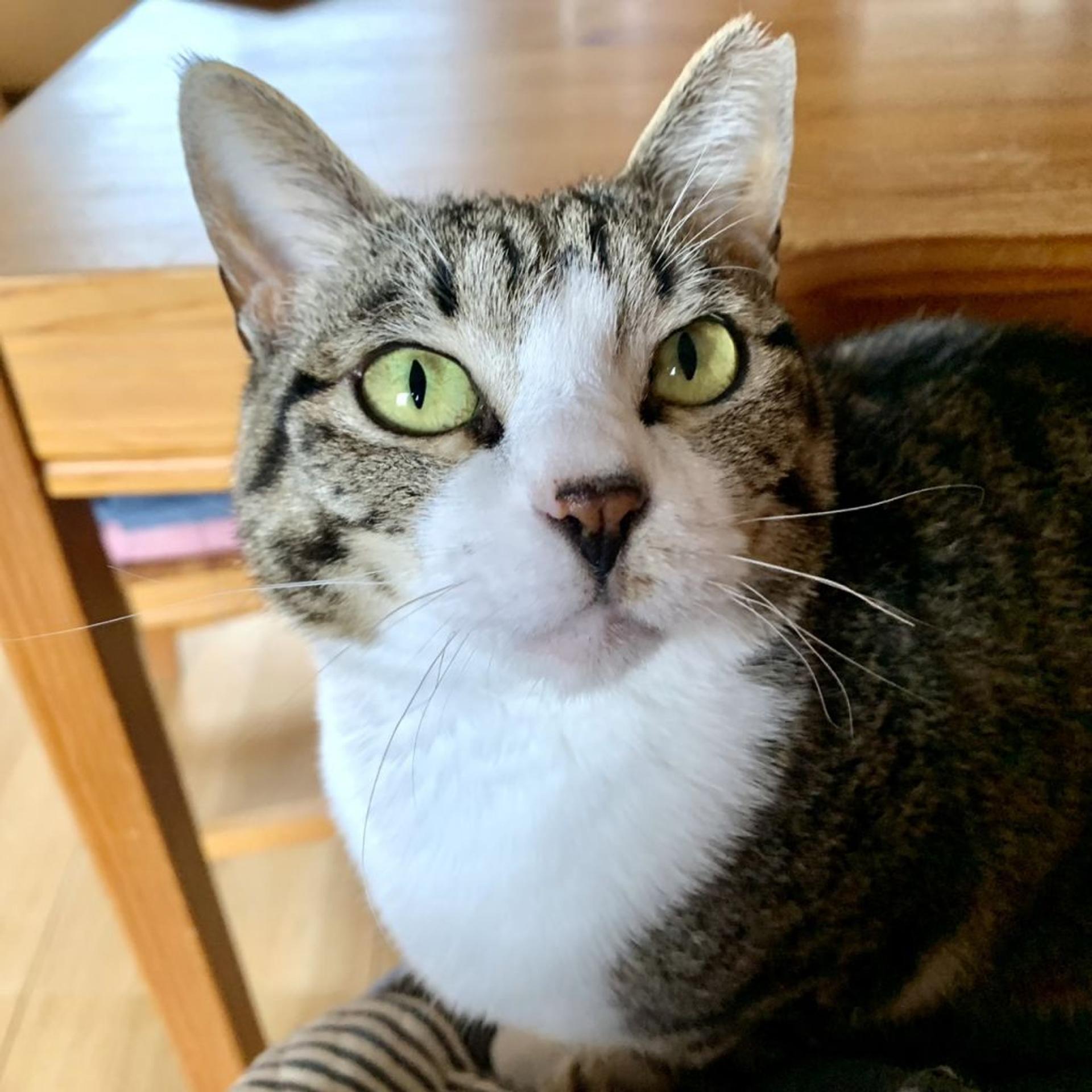 pet-image-9