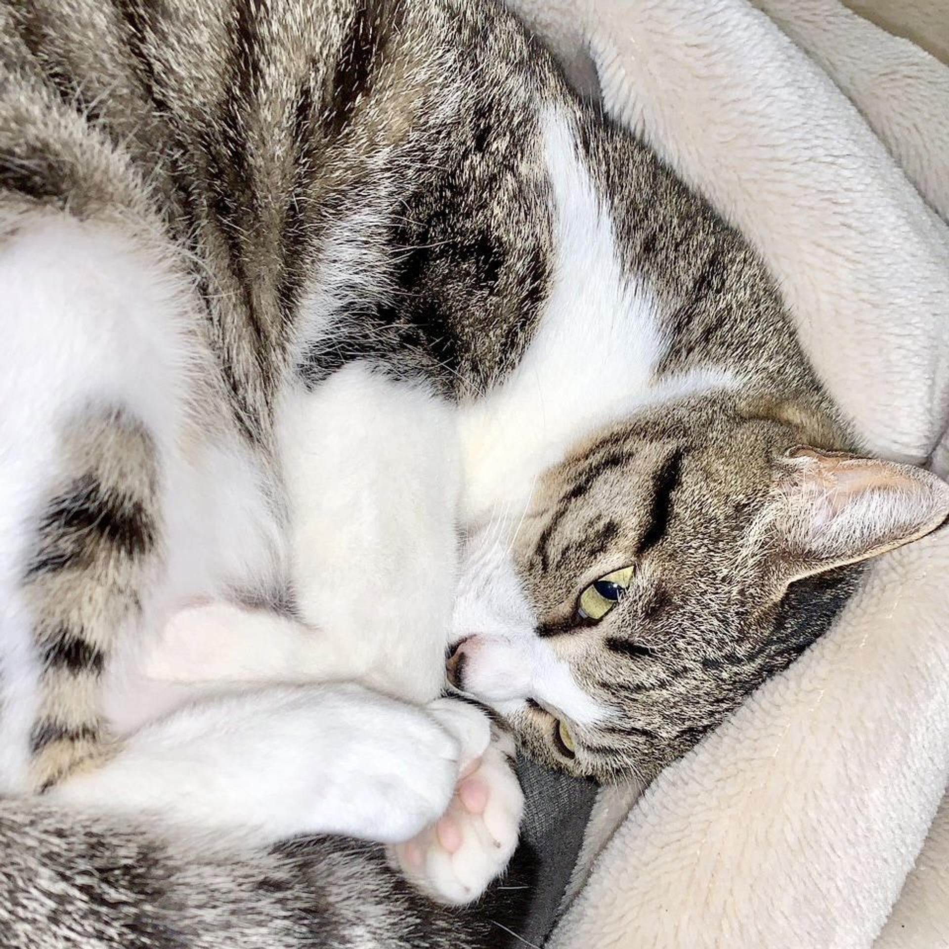 pet-image-3