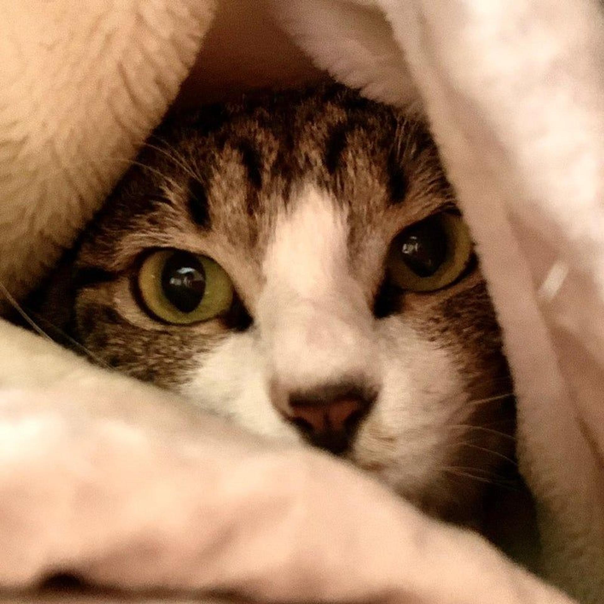 pet-image-4