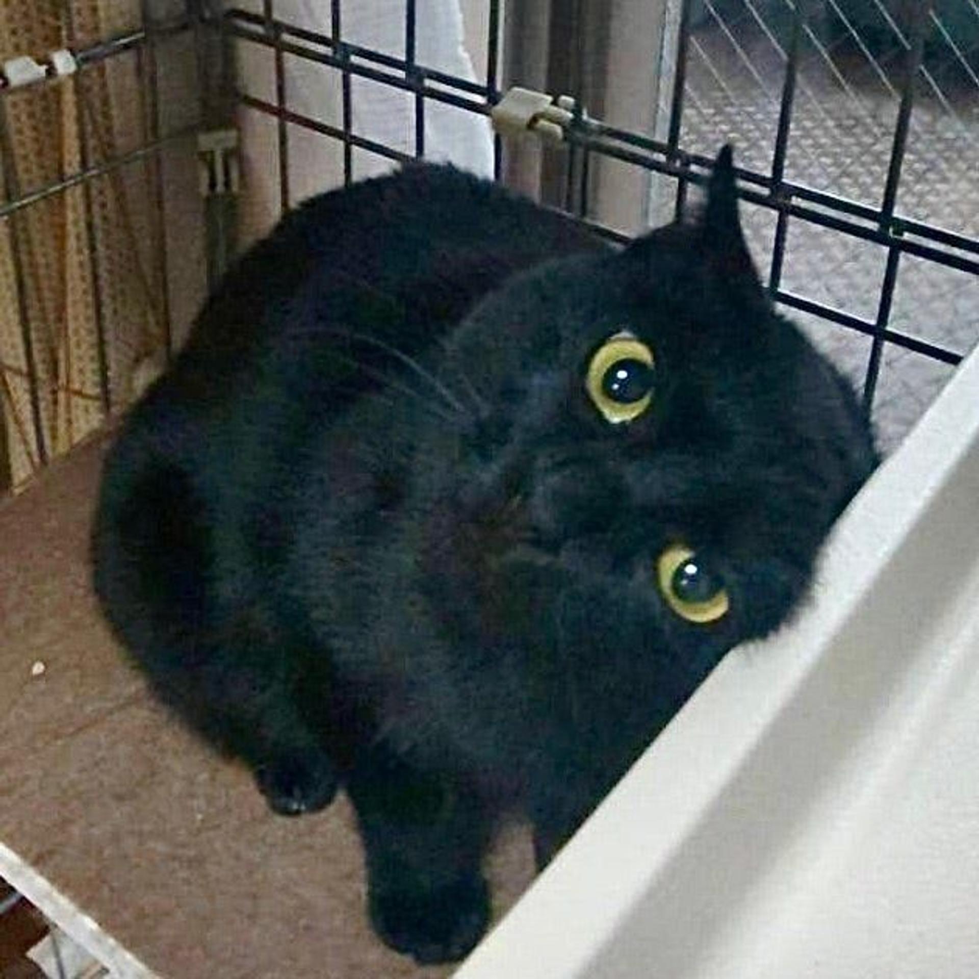 pet-image-4