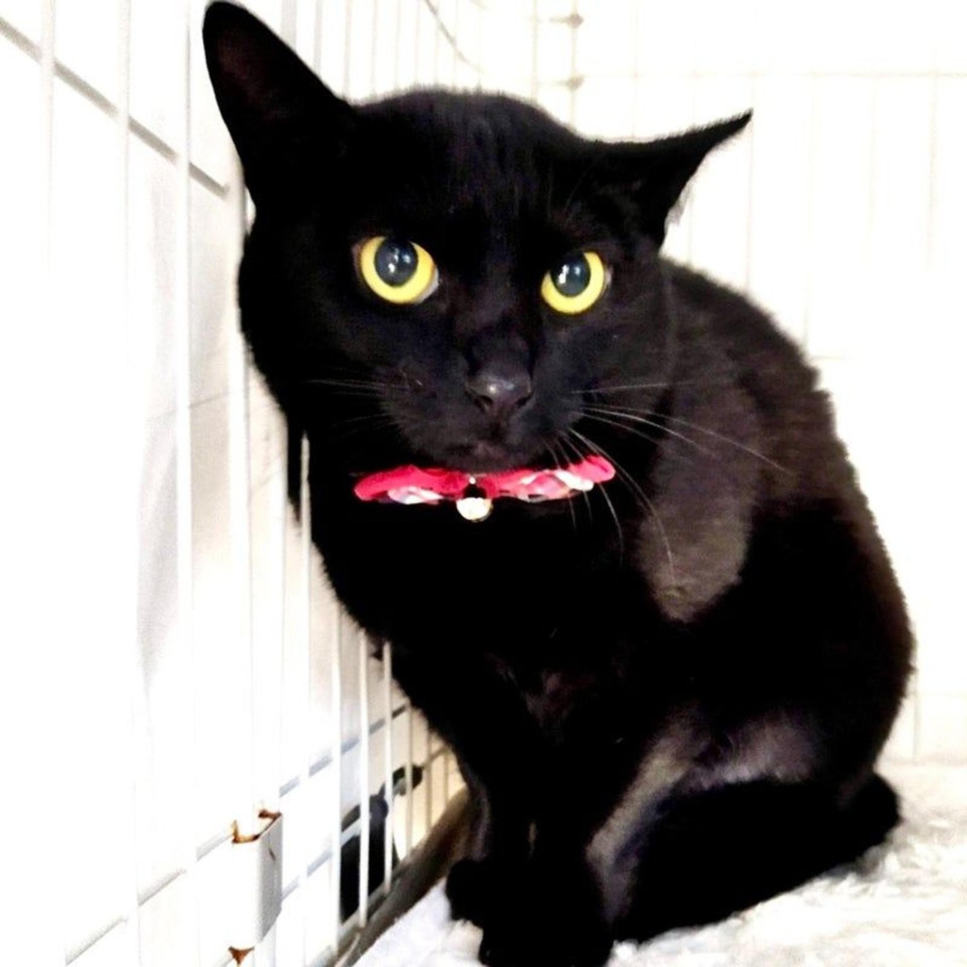 pet-image-5