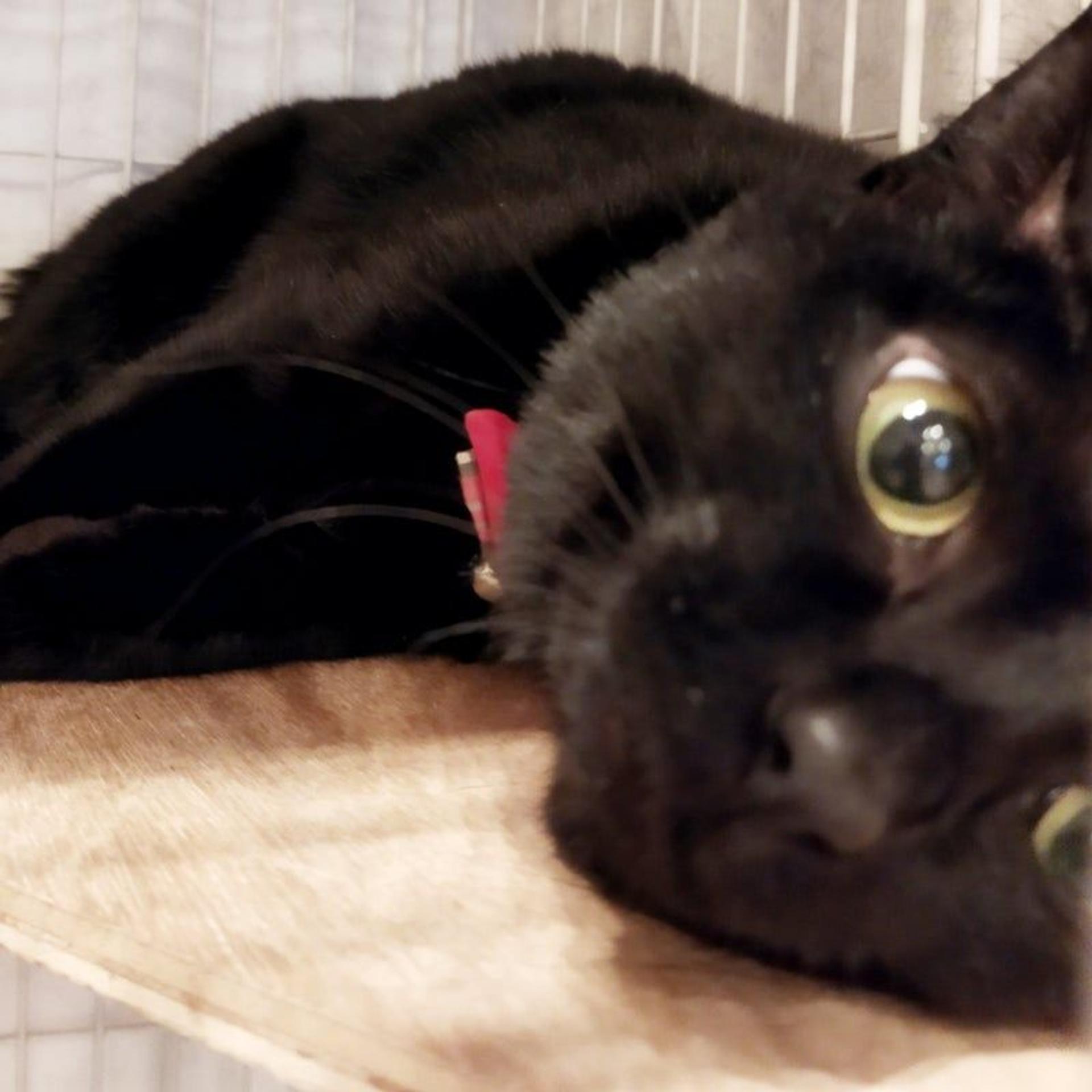 pet-image-8