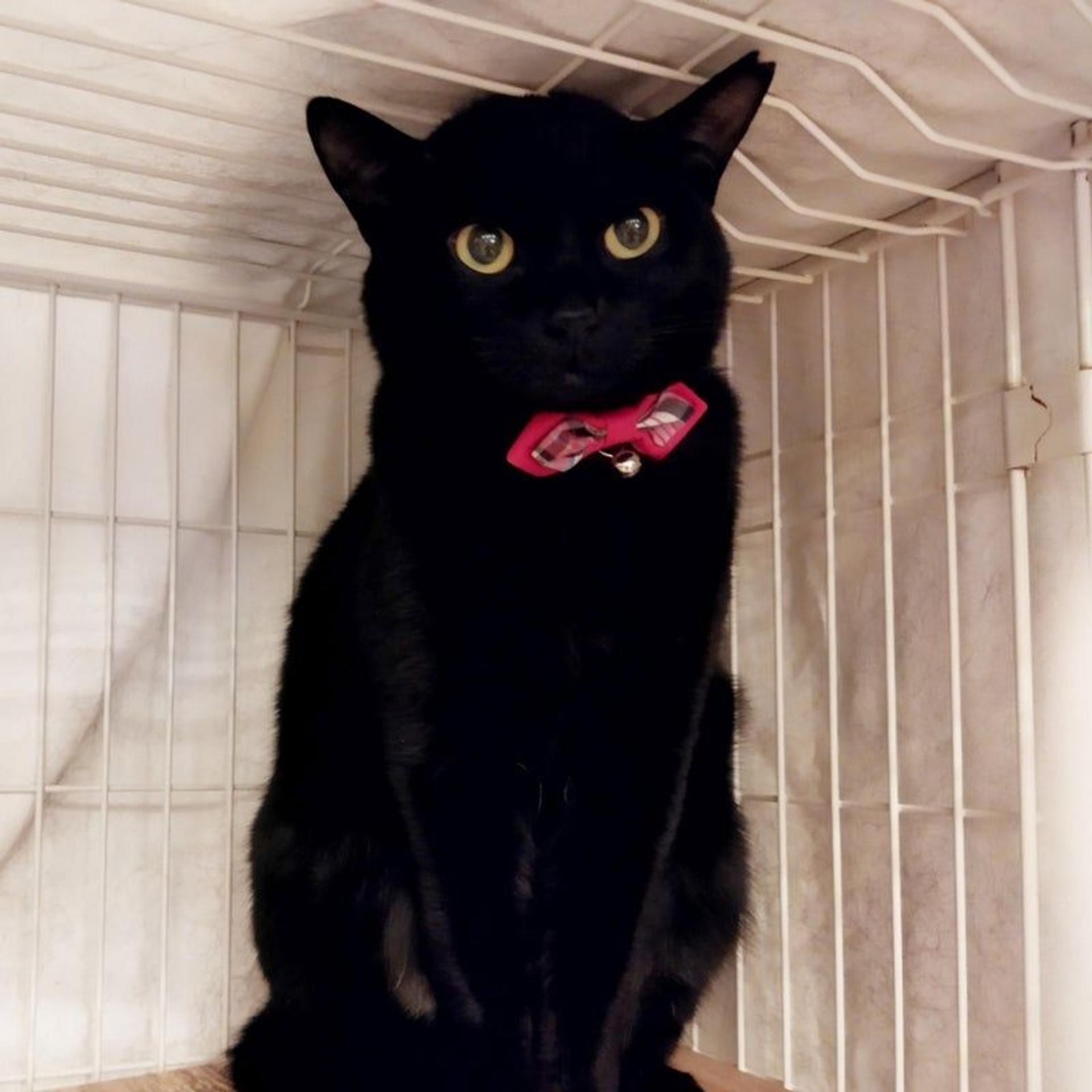 pet-image-9