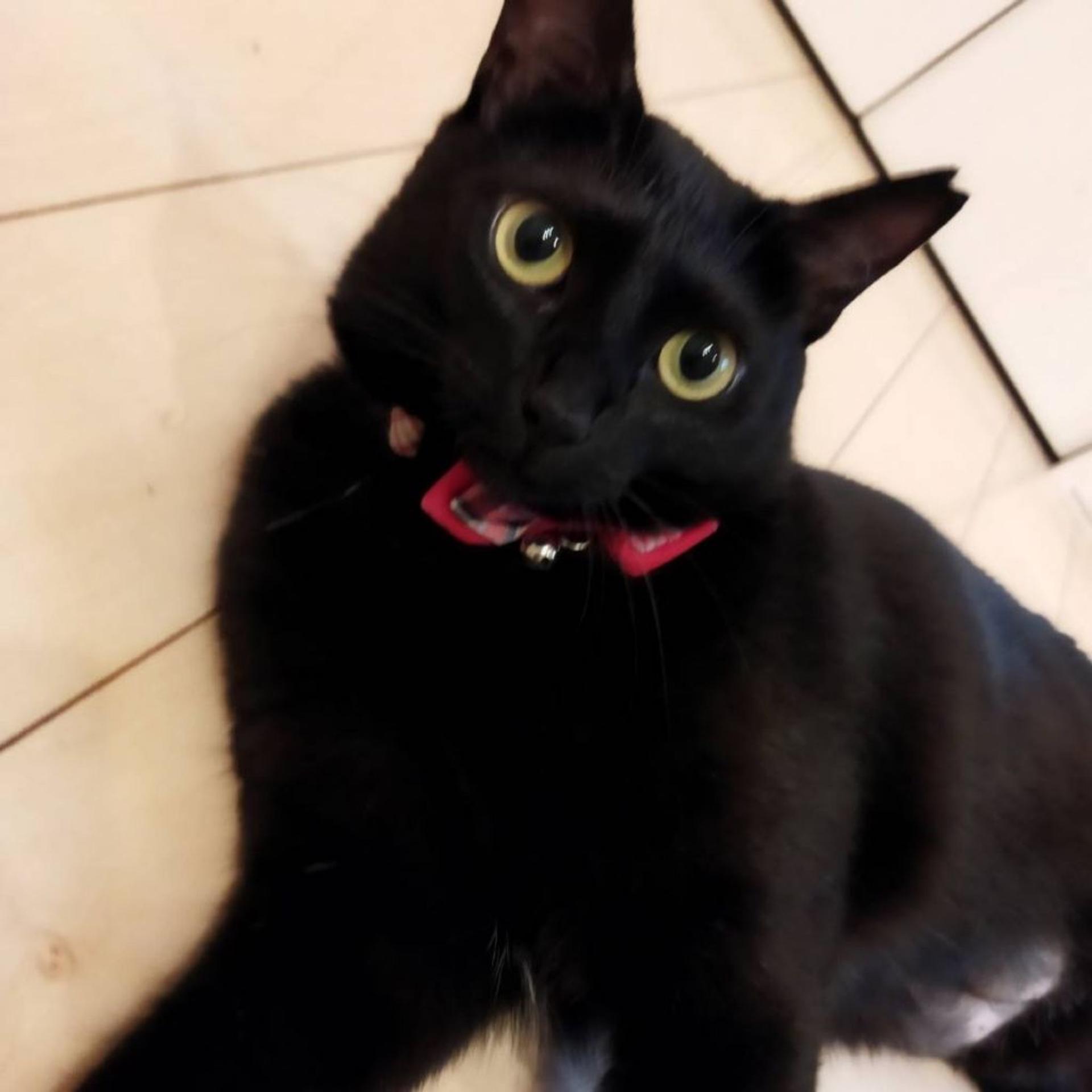 pet-image-3